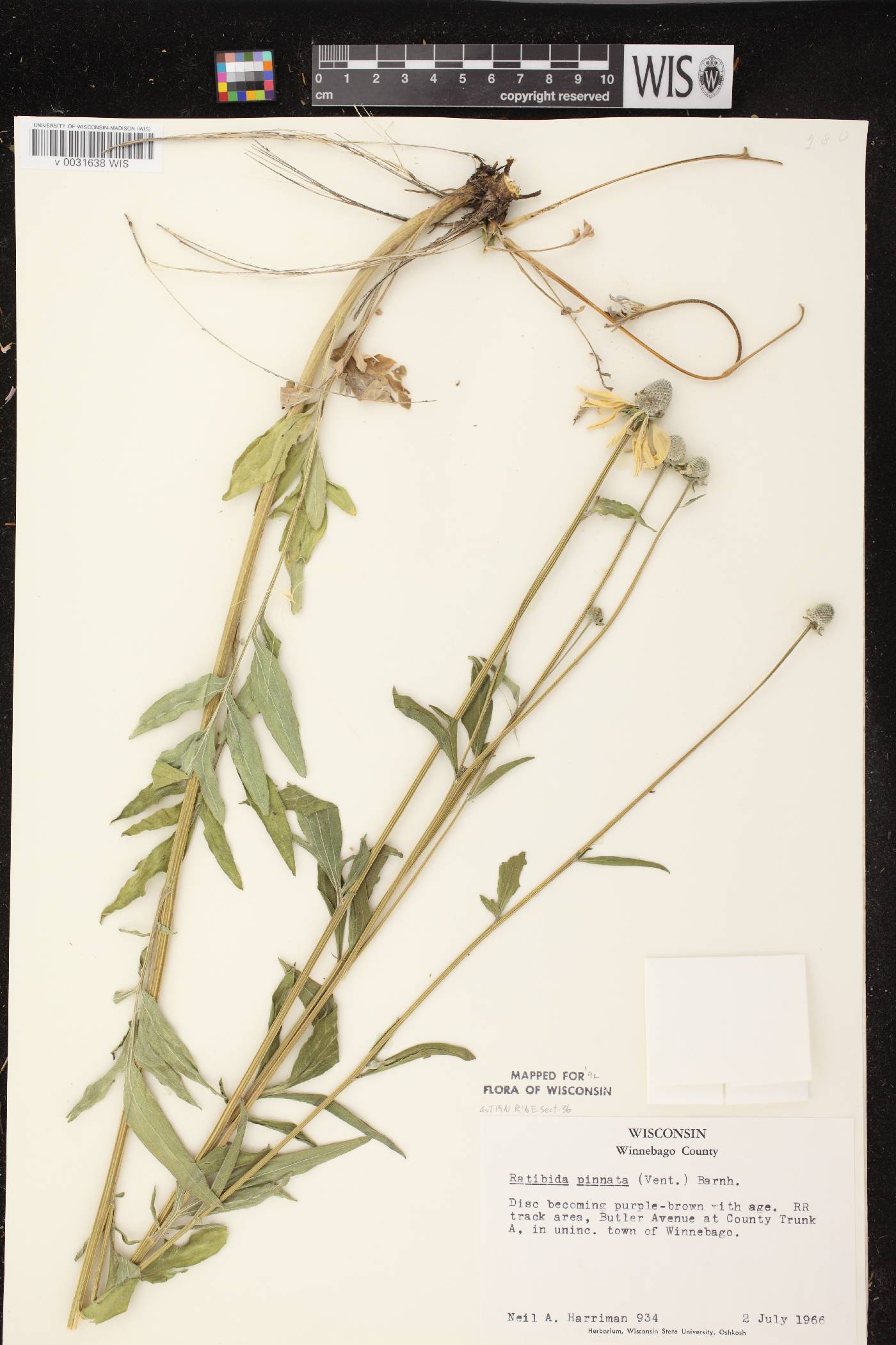 Ratibida pinnata image