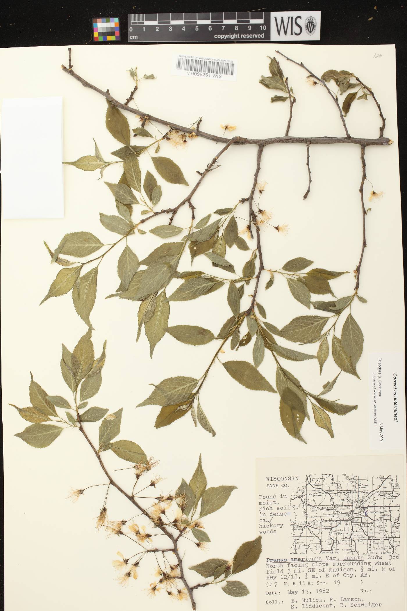 Prunus americana image