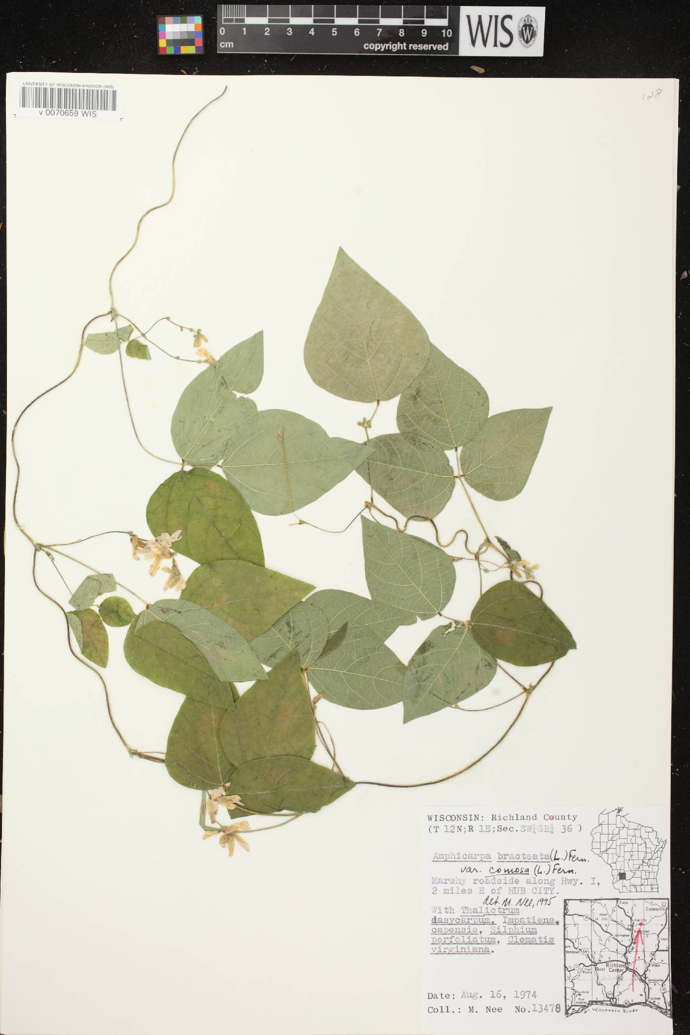 Amphicarpaea bracteata image