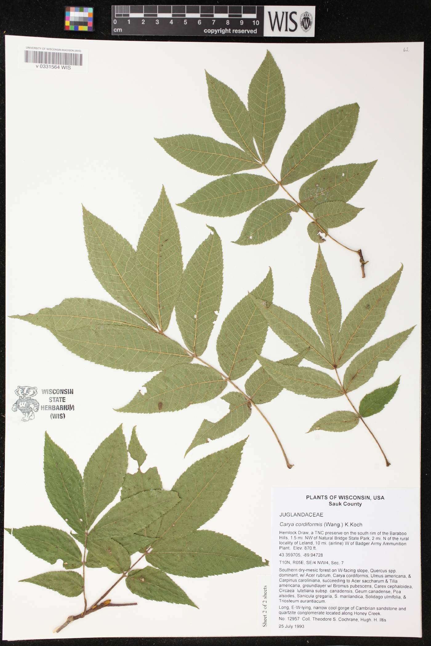 Carya cordiformis image