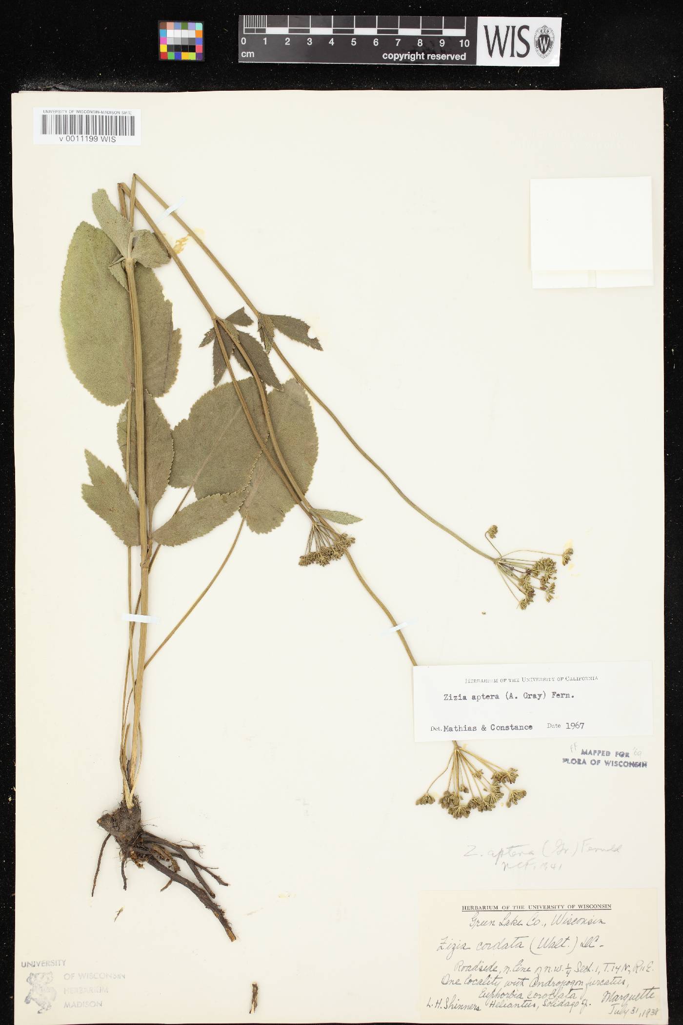 Zizia aptera image