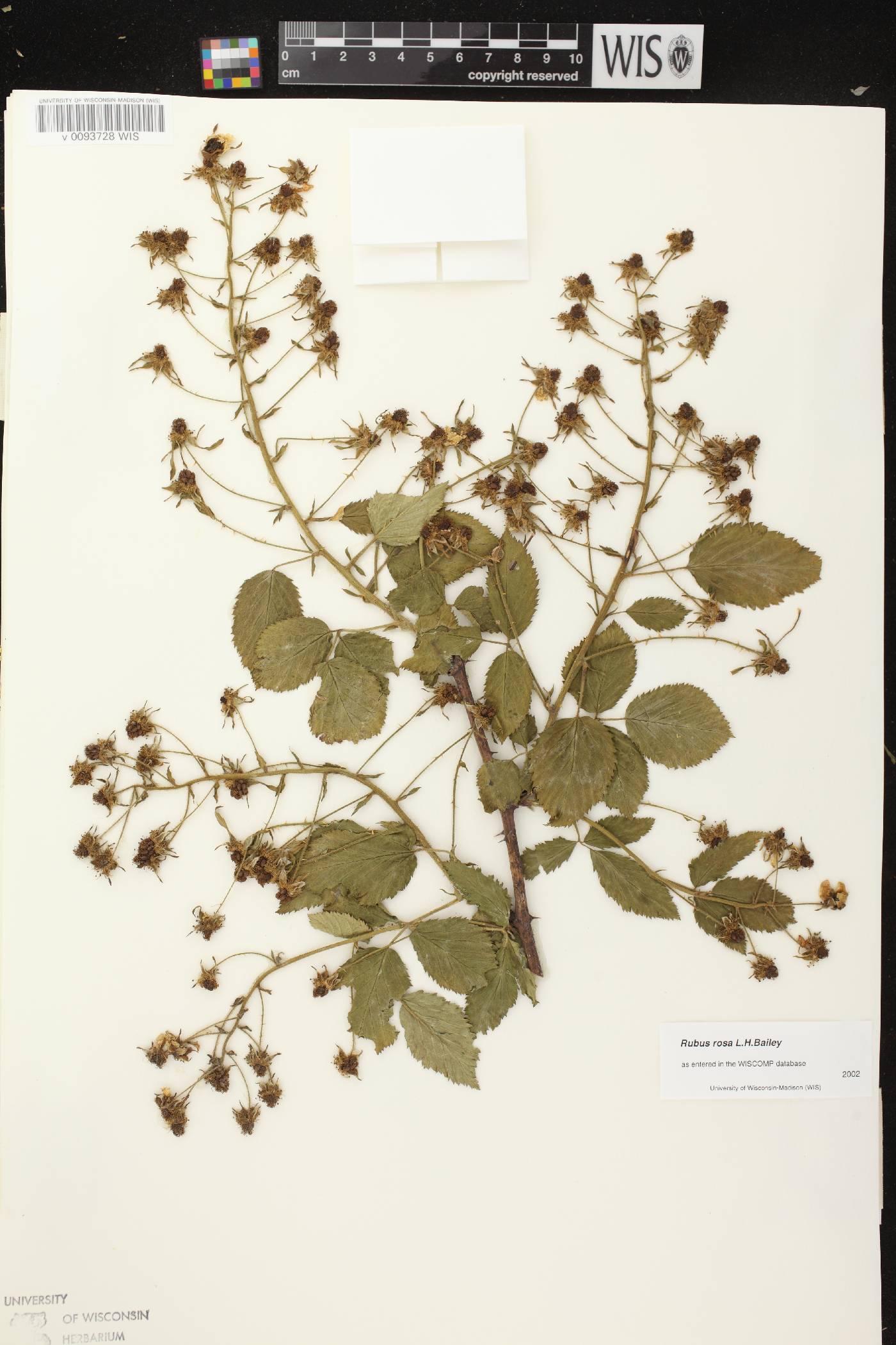 Rubus allegheniensis image
