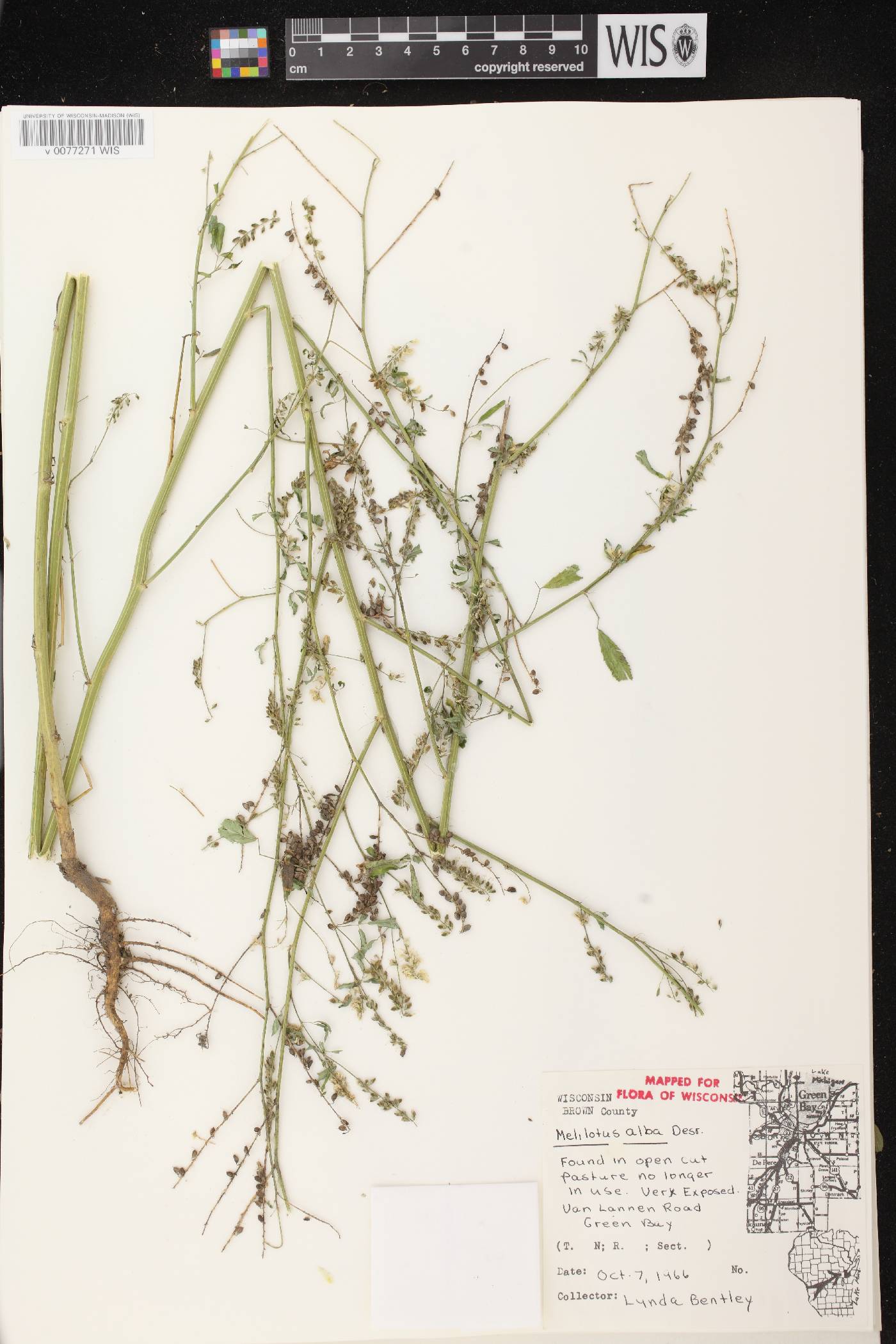 Melilotus albus image