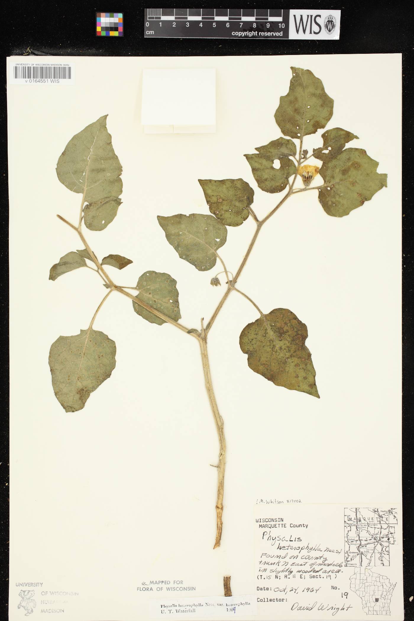 Physalis heterophylla var. heterophylla image