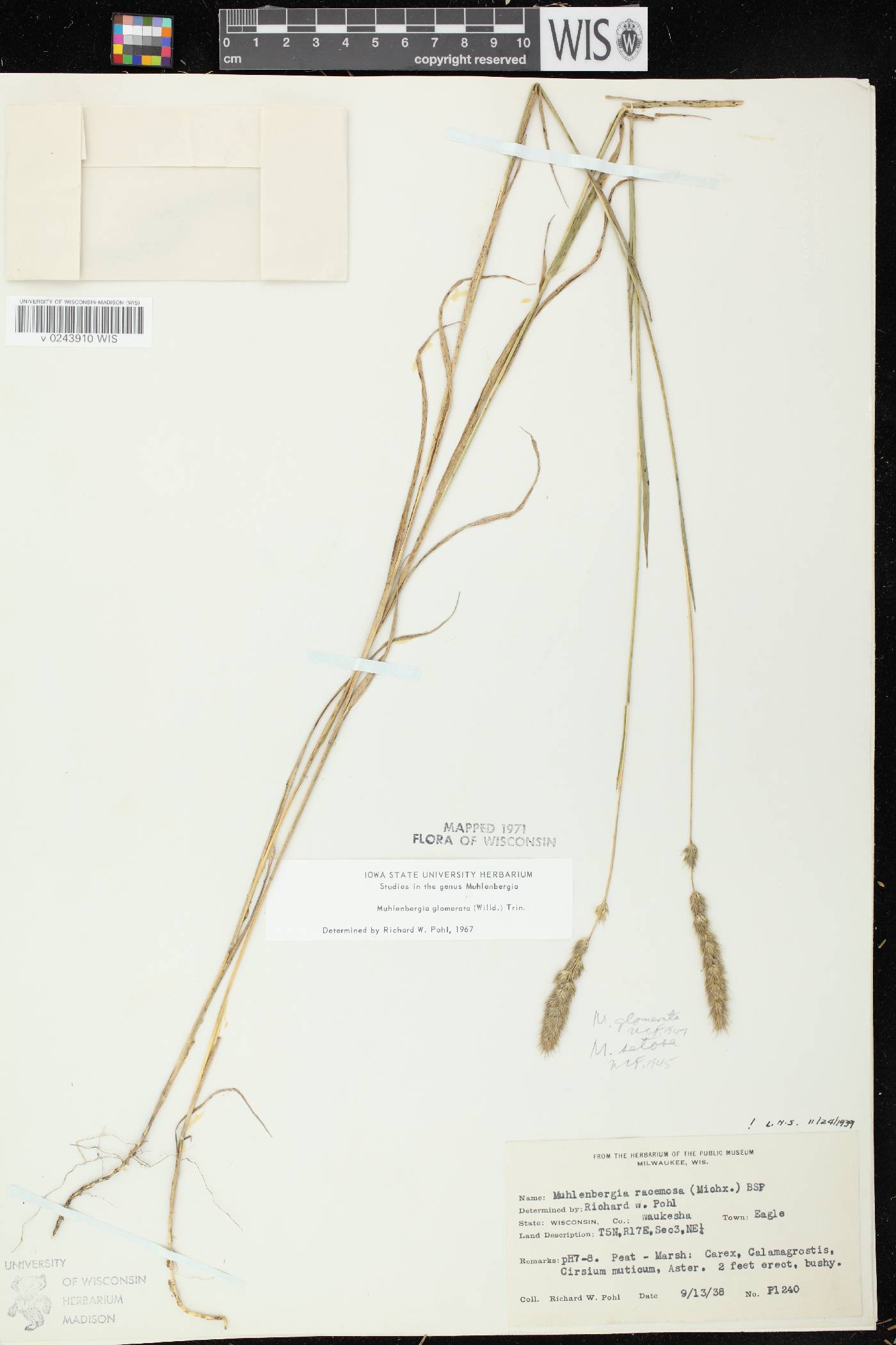 Muhlenbergia glomerata image