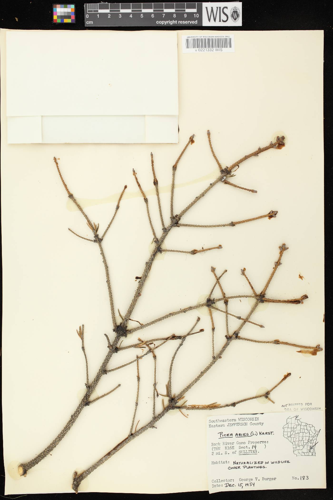 Picea abies image