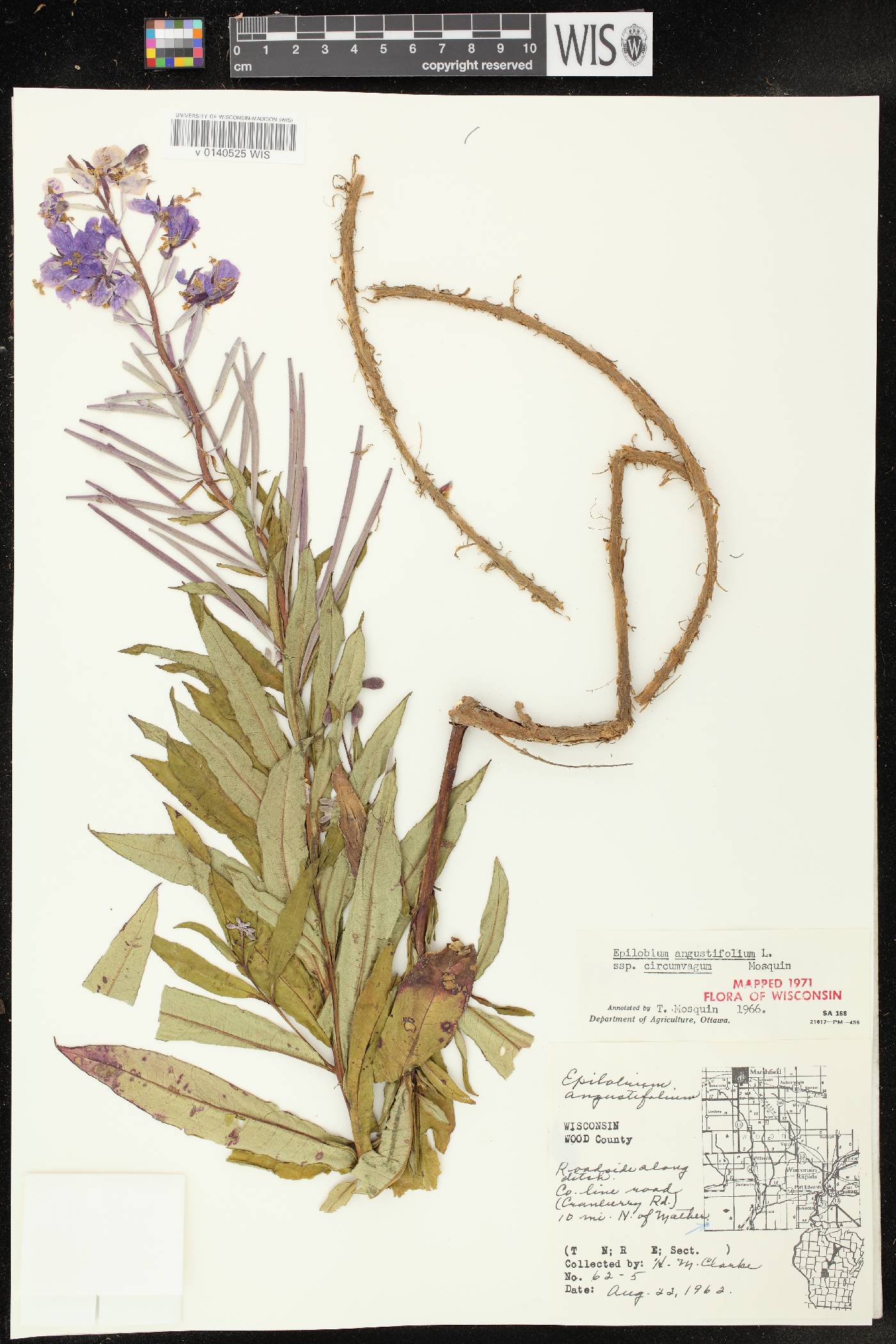 Chamerion angustifolium subsp. circumvagum image