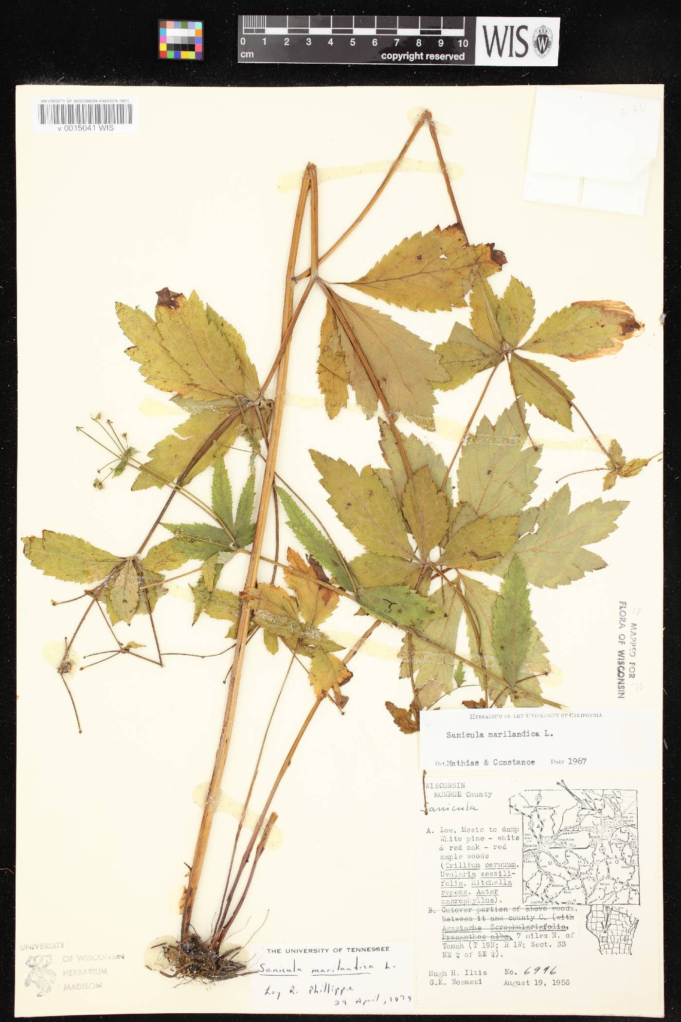 Sanicula marilandica image