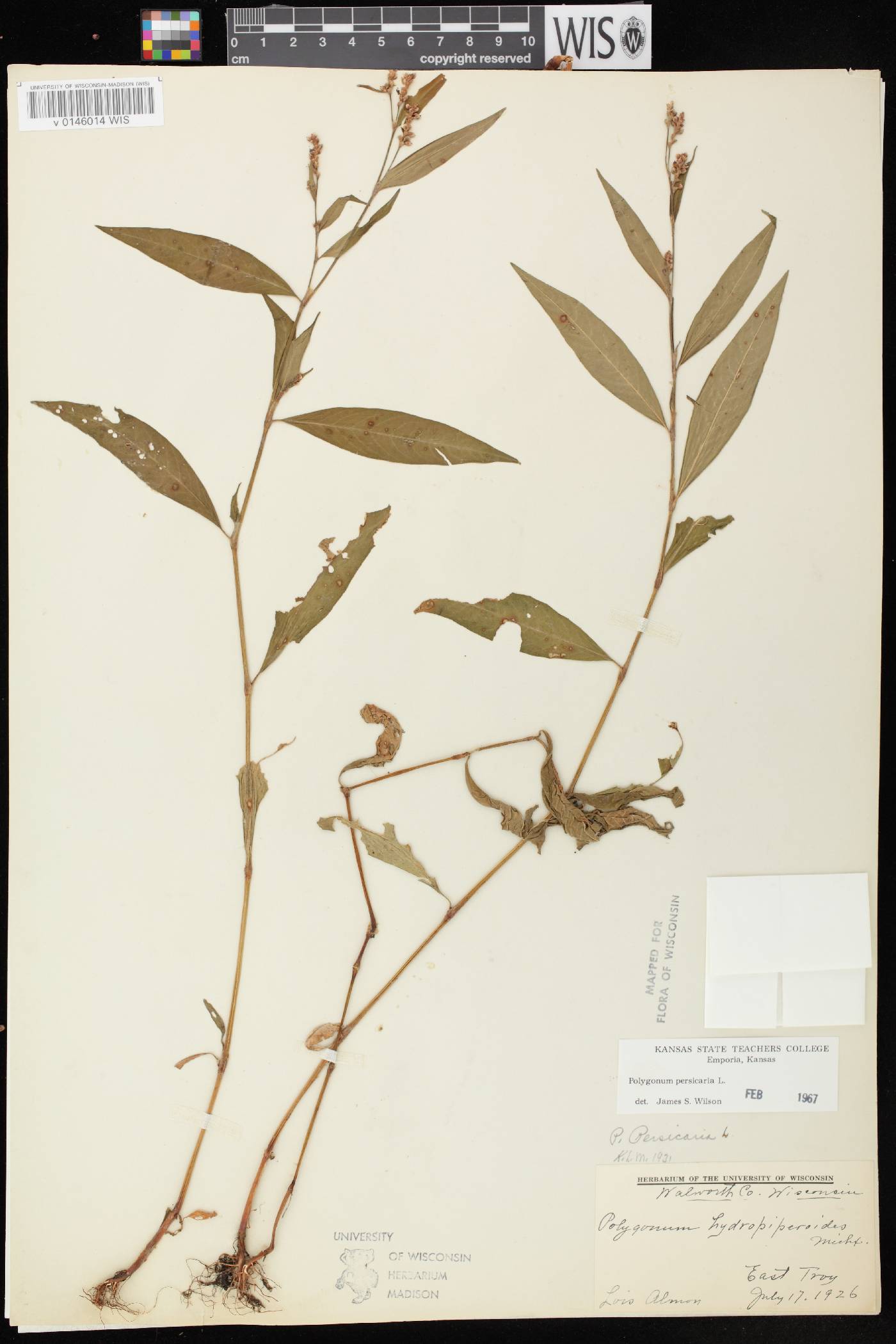 Persicaria maculosa image