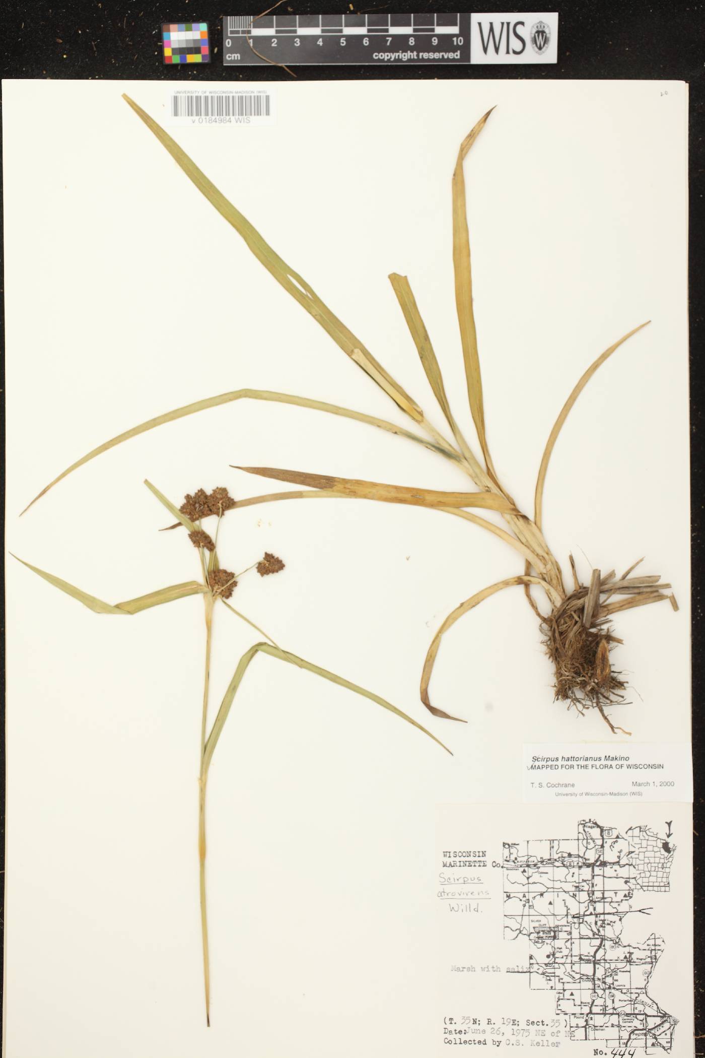 Scirpus hattorianus image