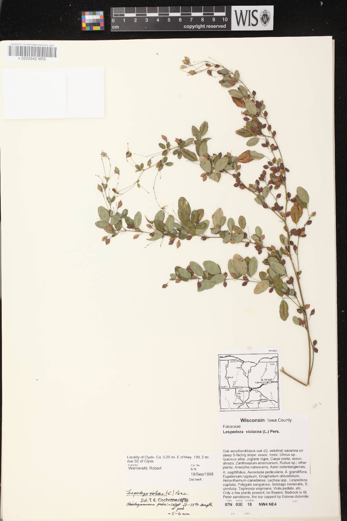 Lespedeza violacea image