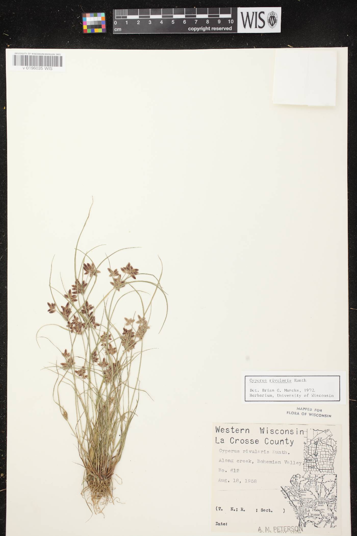 Cyperus bipartitus image