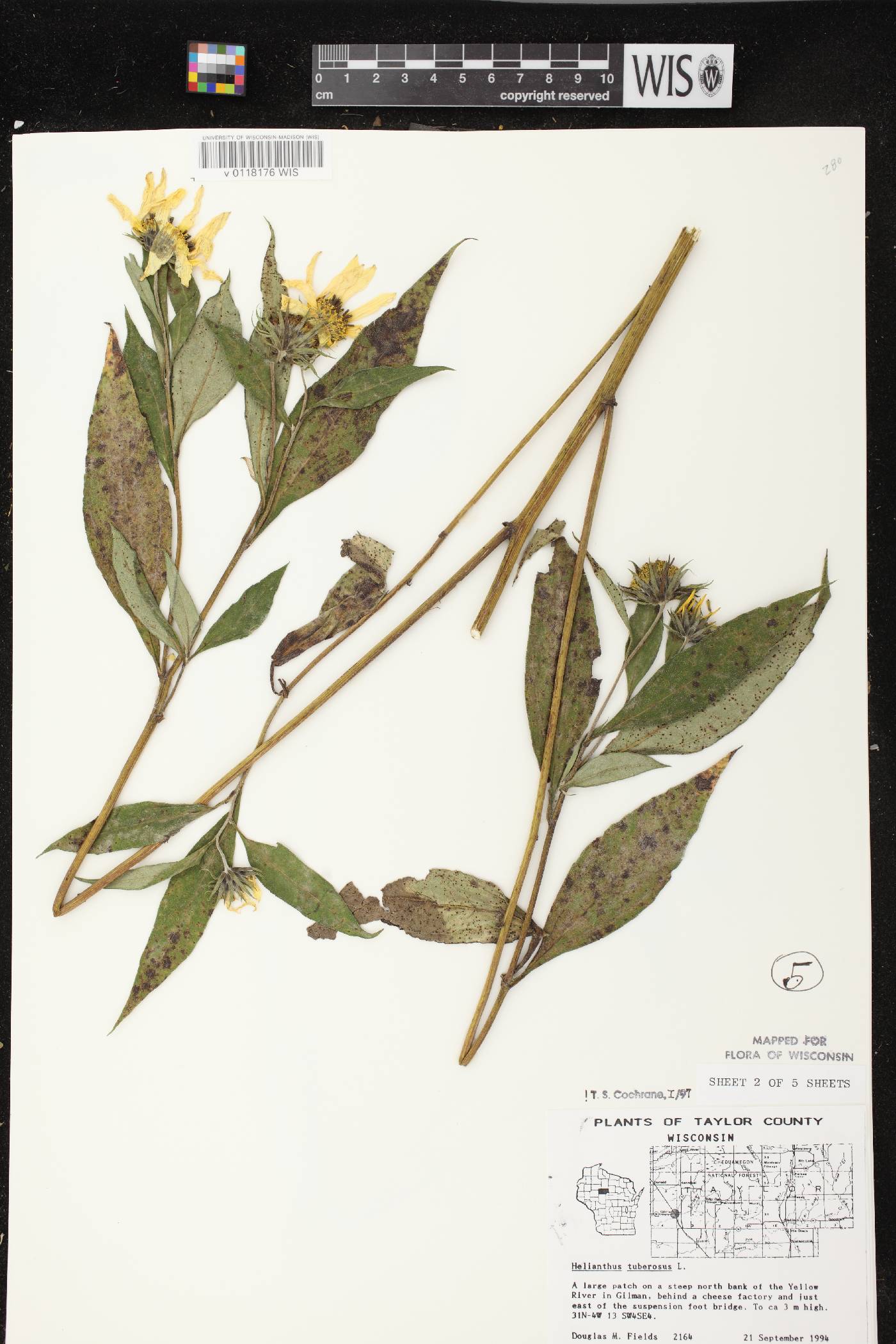 Helianthus tuberosus image