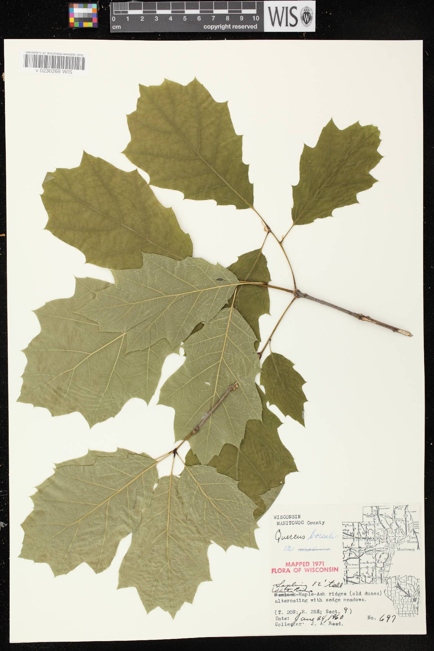 Quercus rubra image