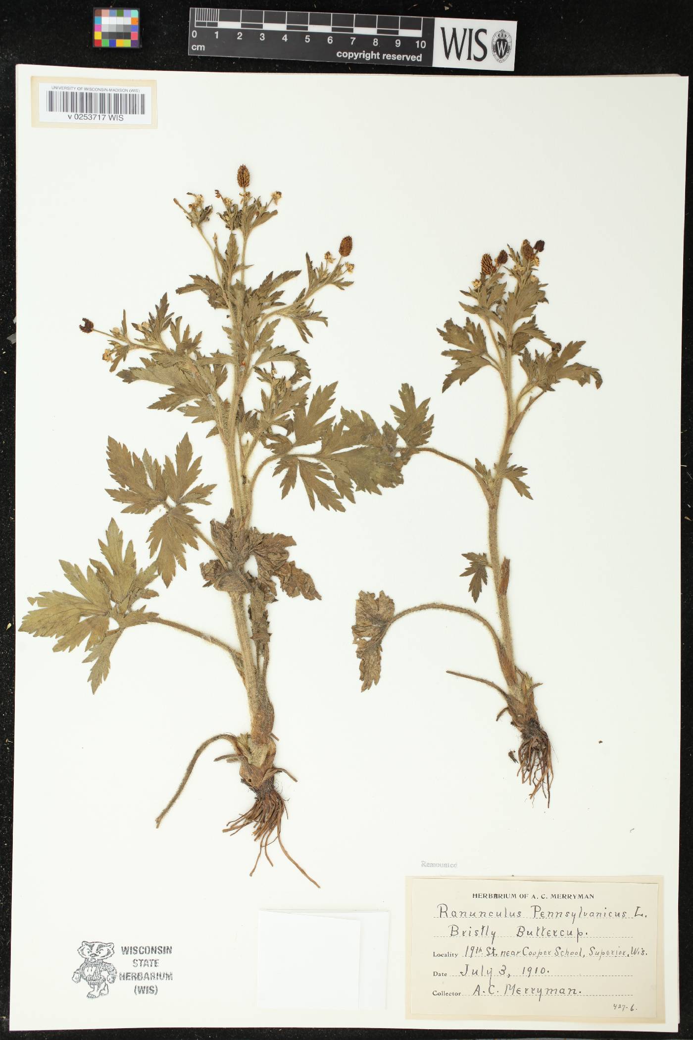 Ranunculus pensylvanicus image