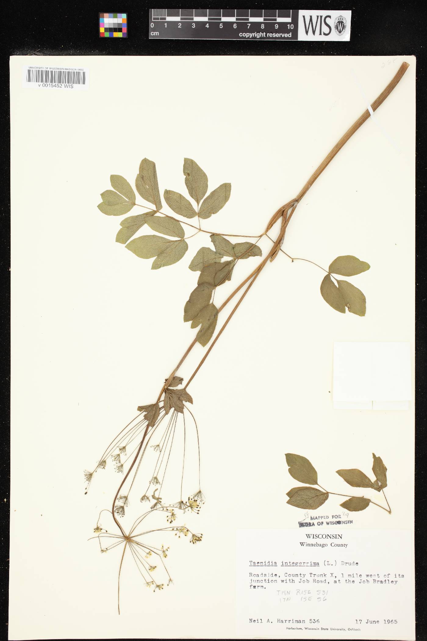 Taenidia integerrima image