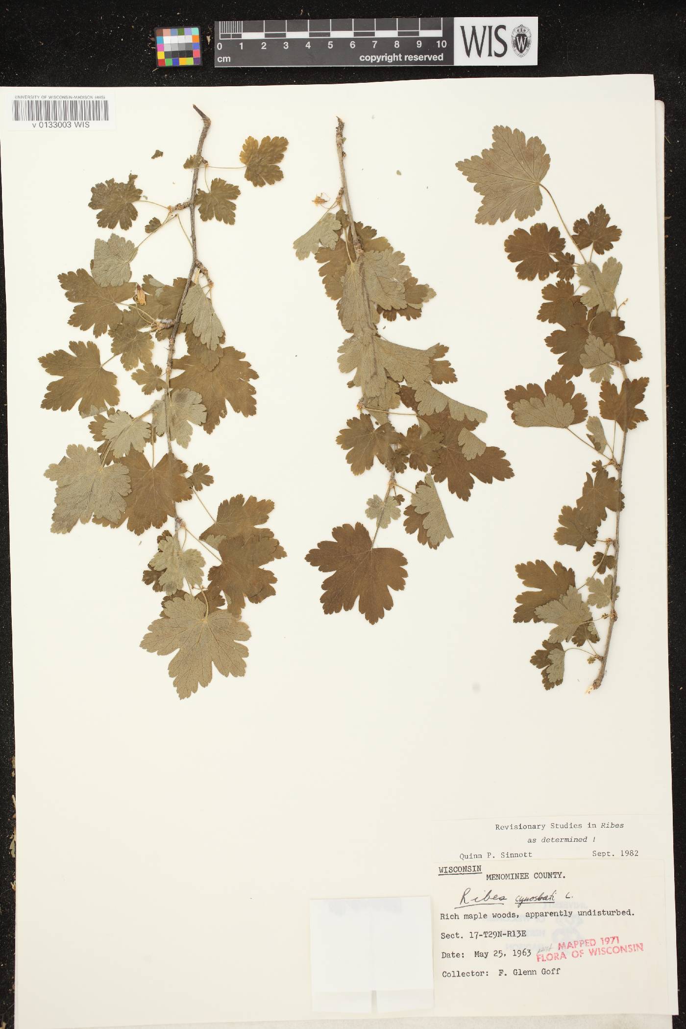 Ribes cynosbati image