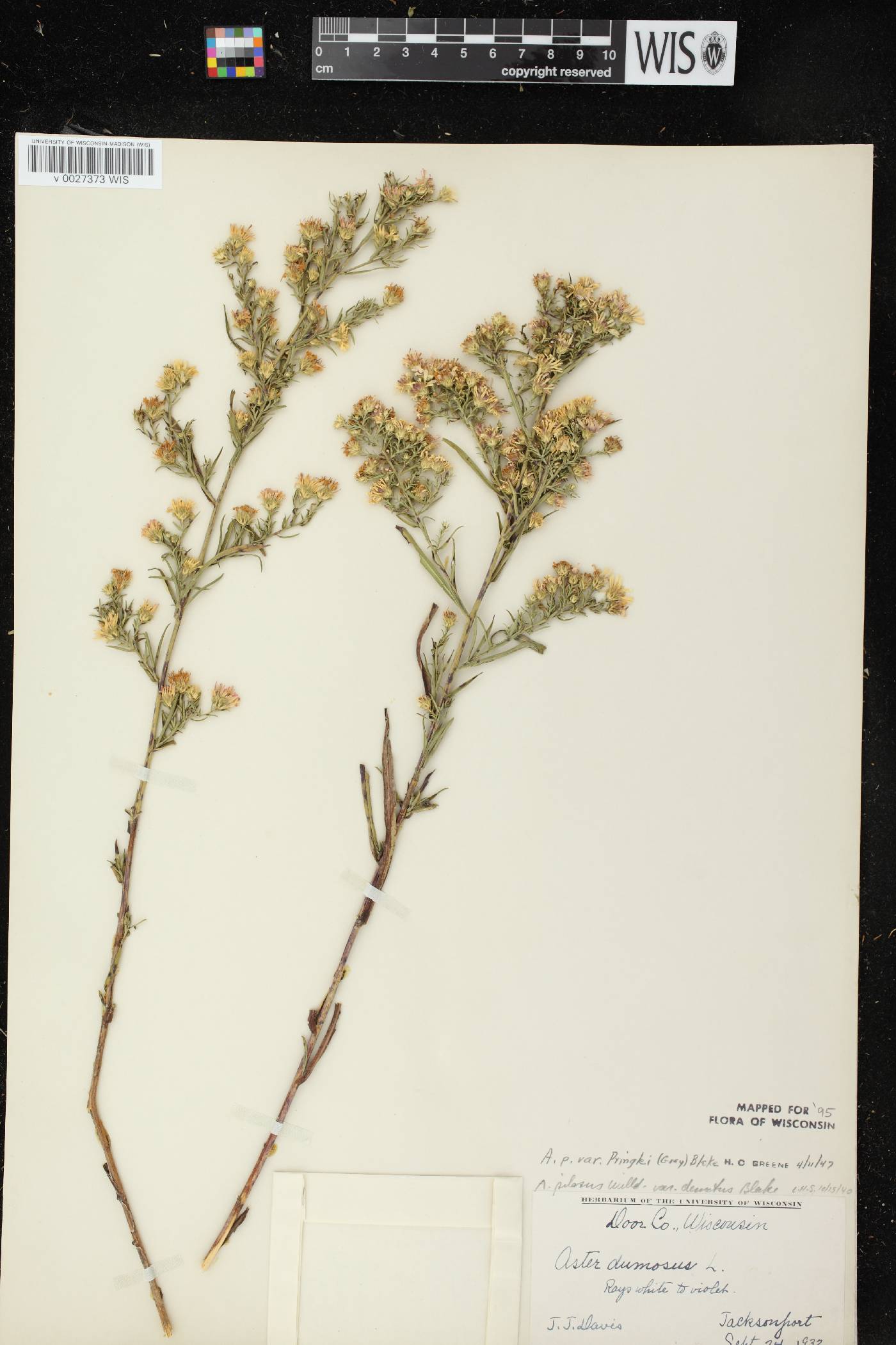 Symphyotrichum pilosum image