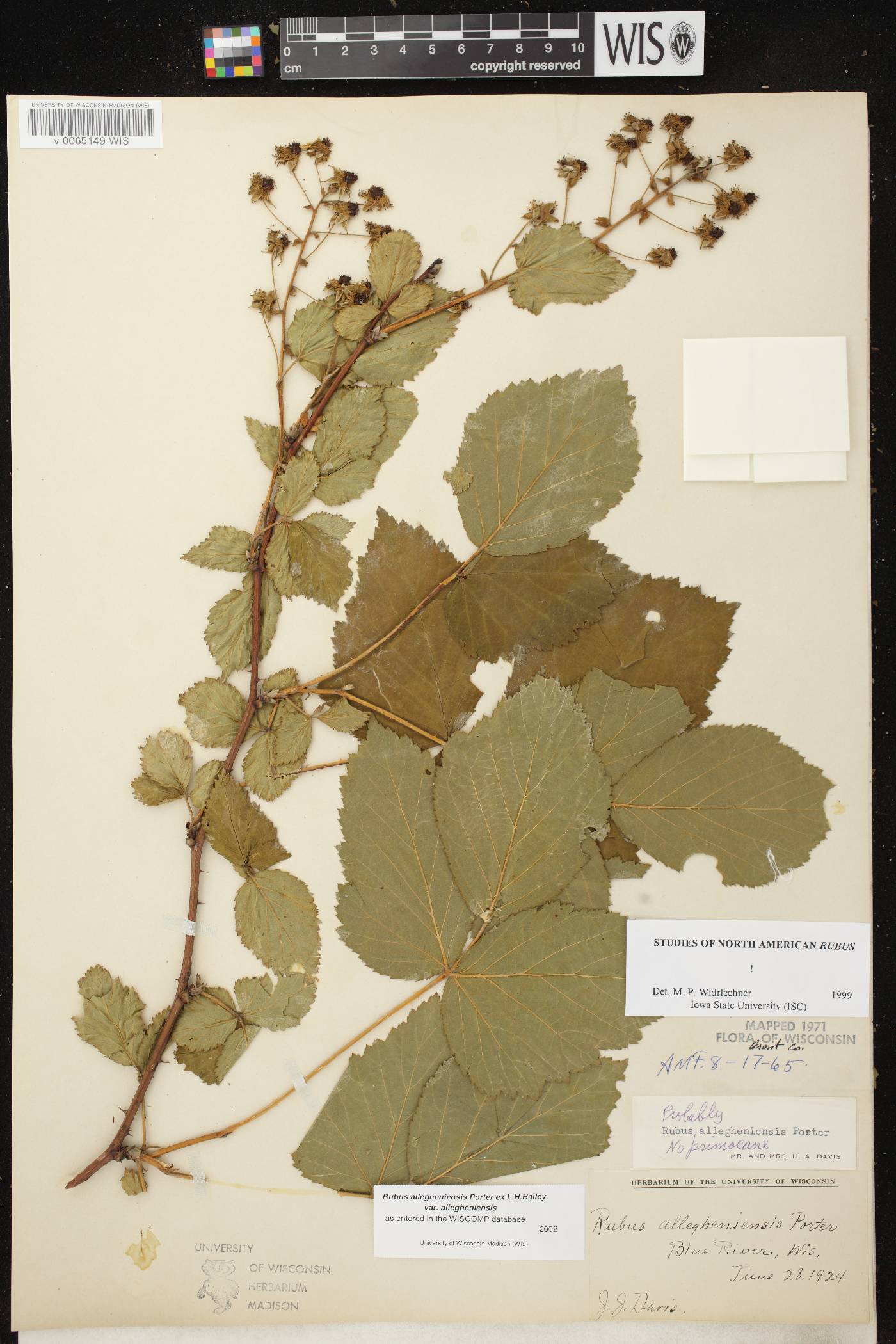 Rubus allegheniensis image