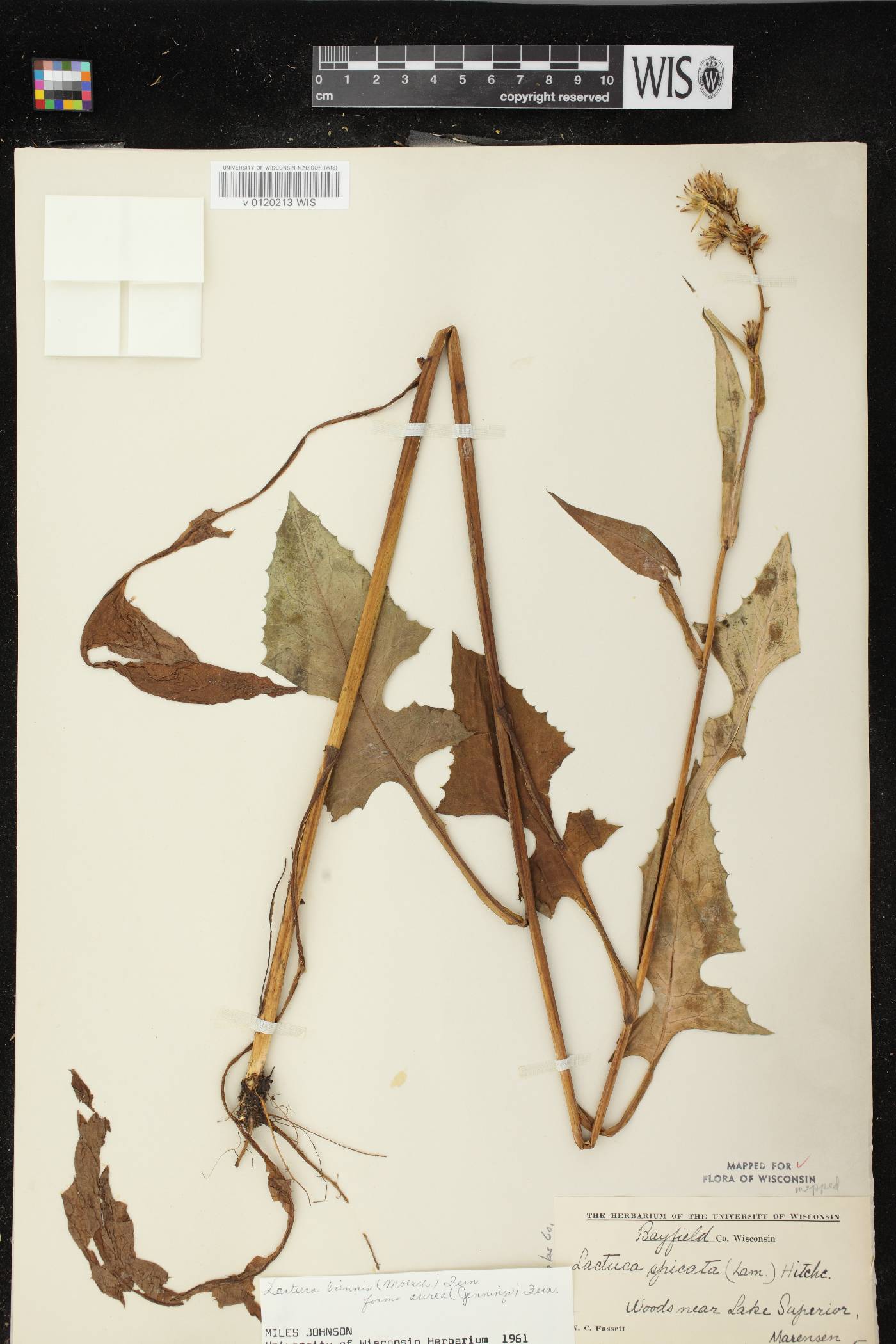 Lactuca biennis image