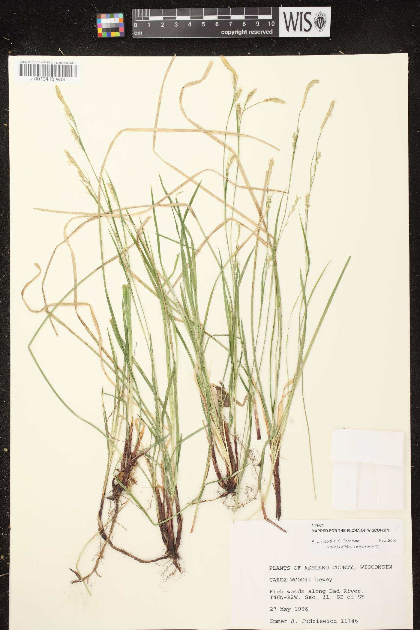 Carex woodii image