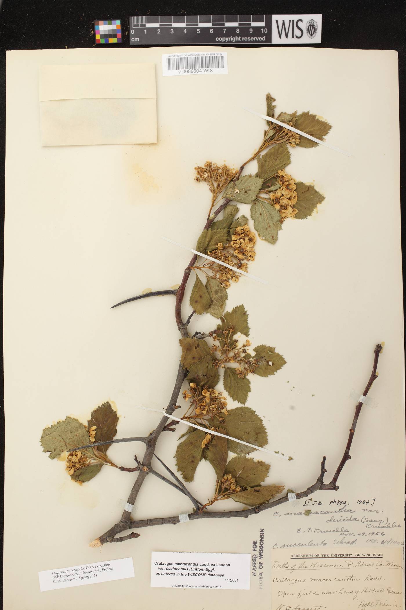 Crataegus macracantha image