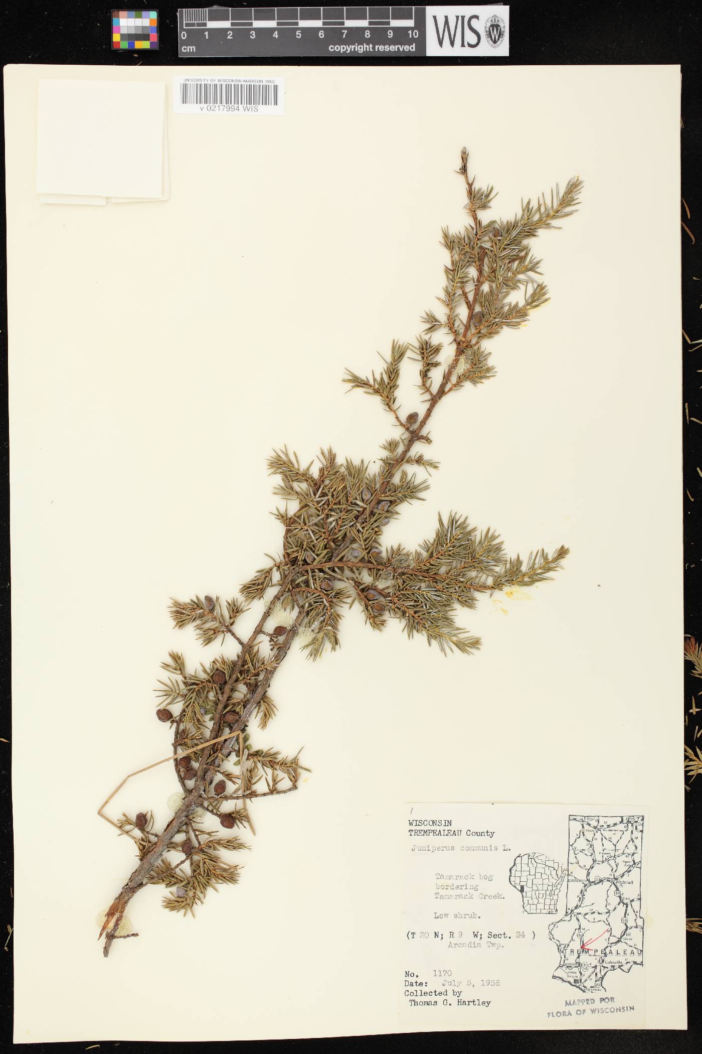 Juniperus communis image