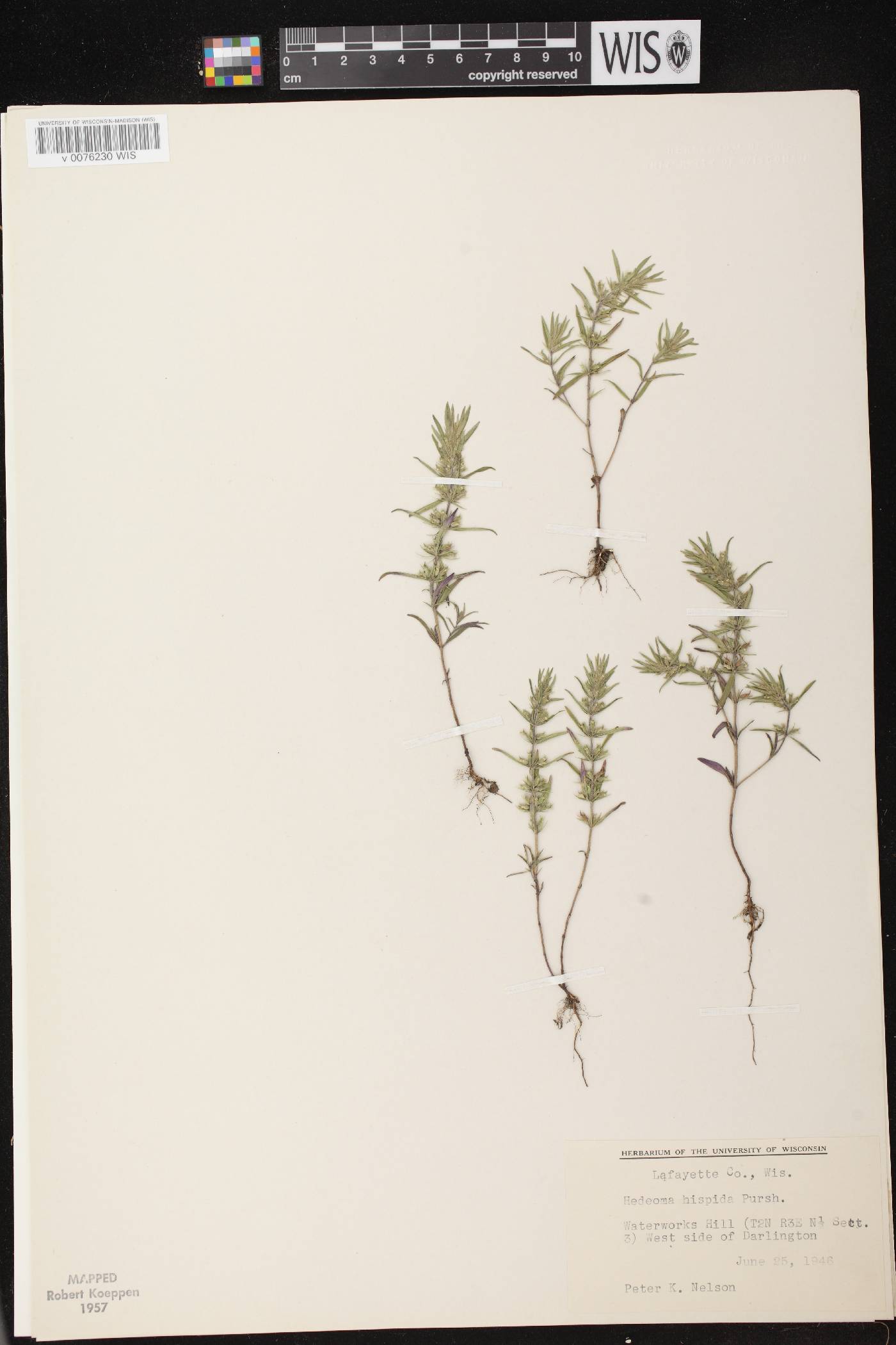 Hedeoma hispida image