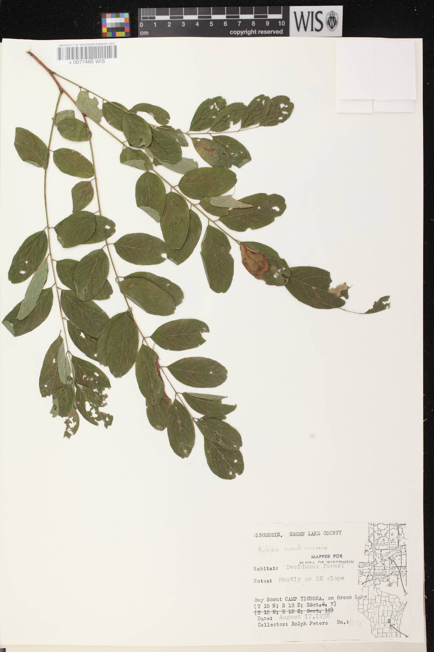 Robinia pseudoacacia image