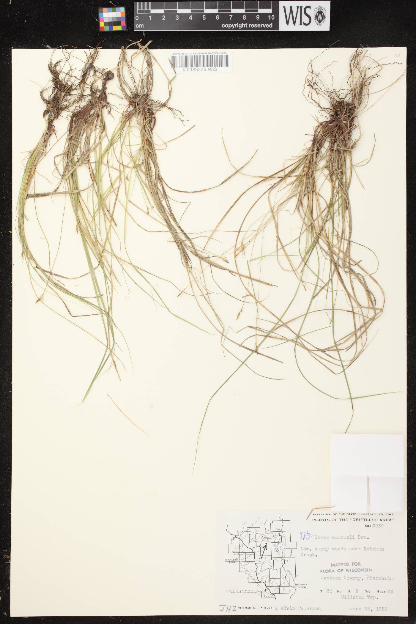 Carex albicans image