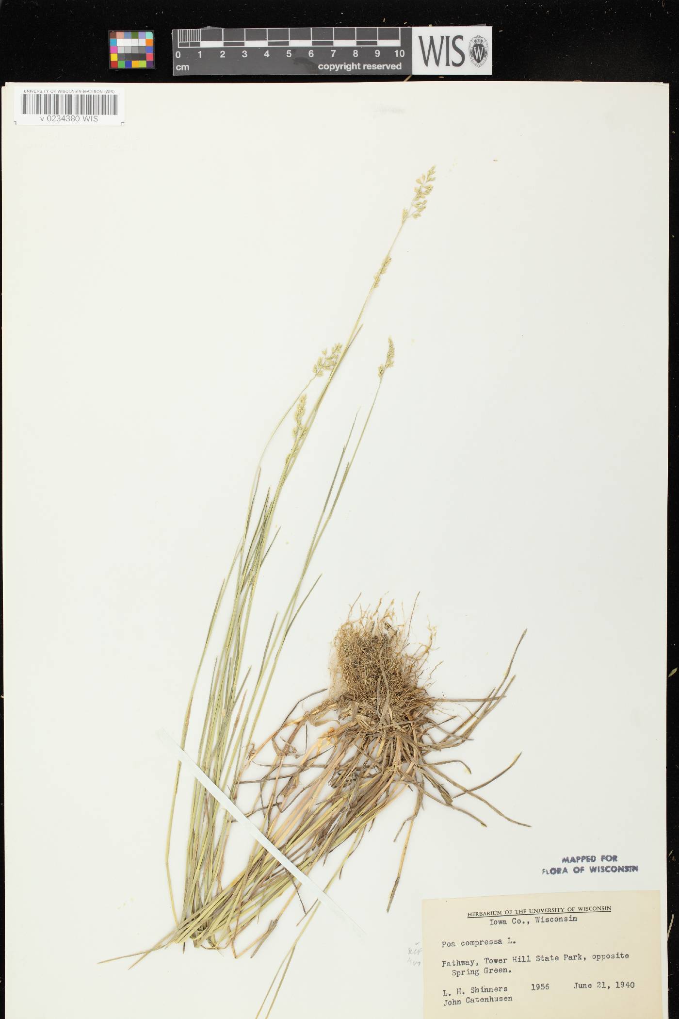 Poa compressa image