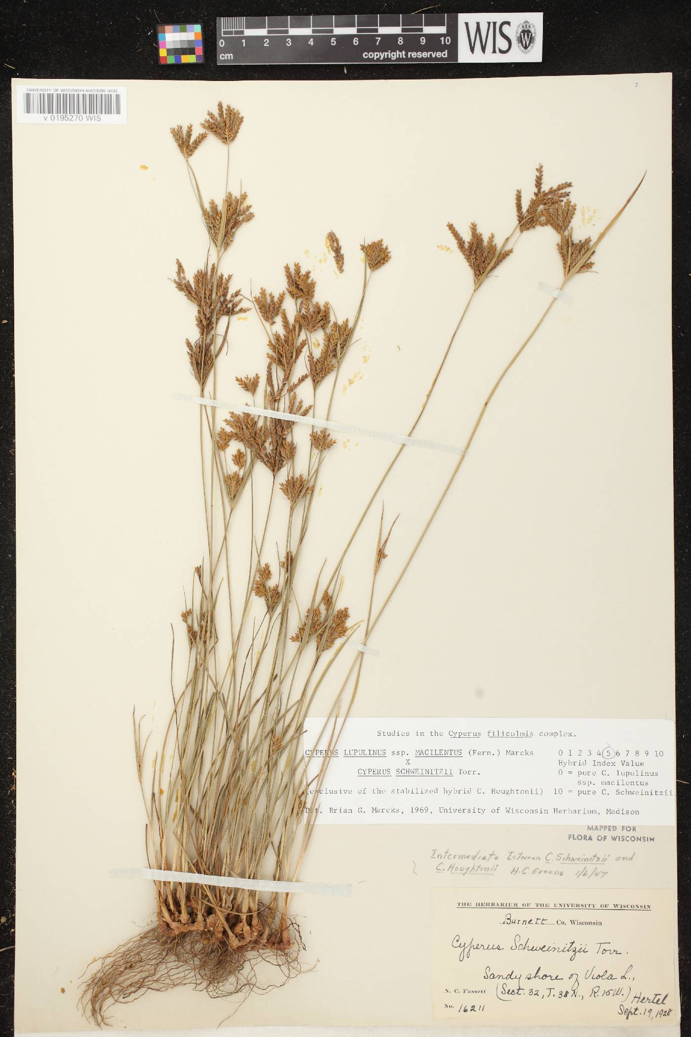 Cyperus lupulinus subsp. macilentus X C. schweinitzii image