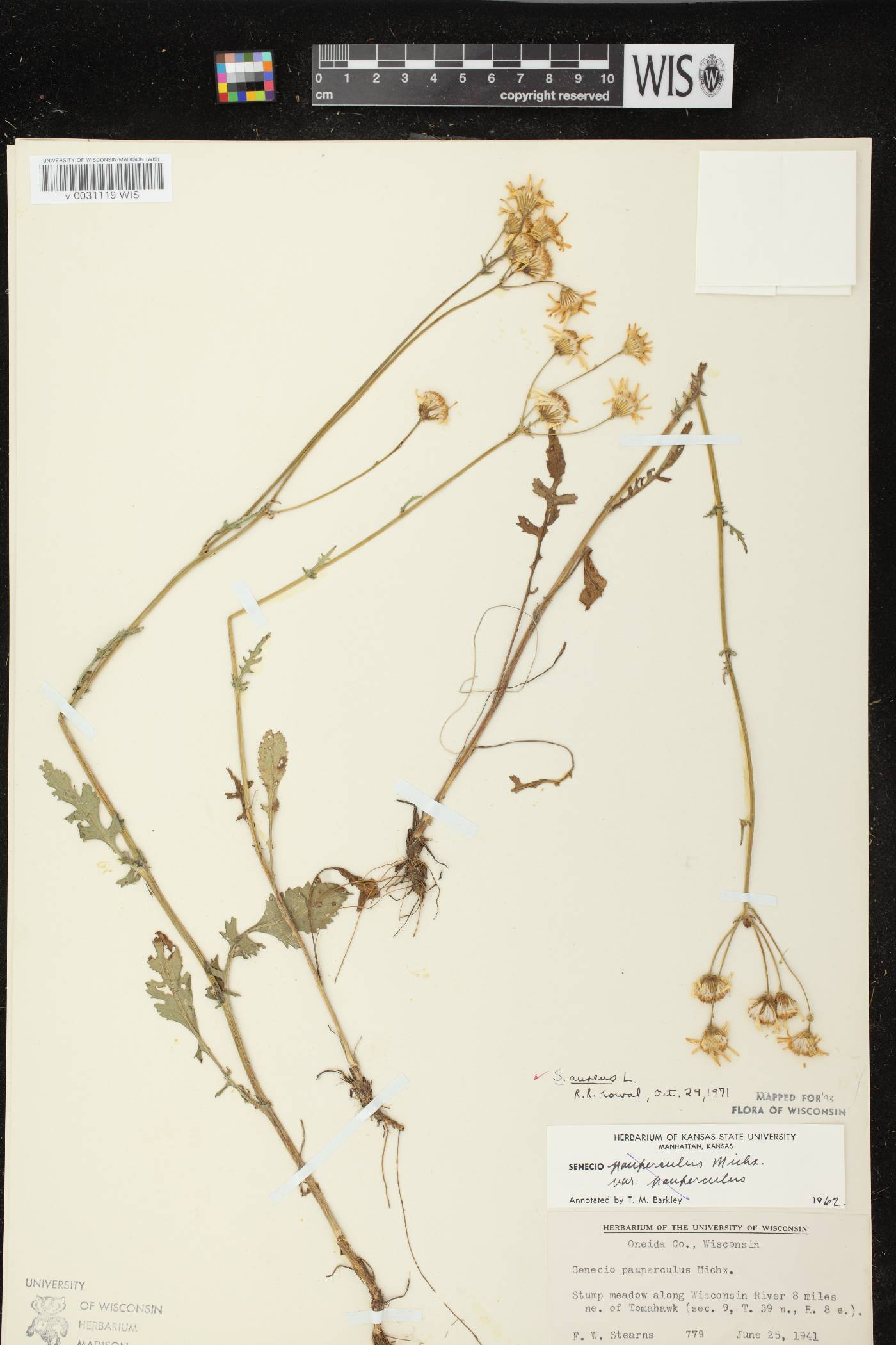 Packera aurea image