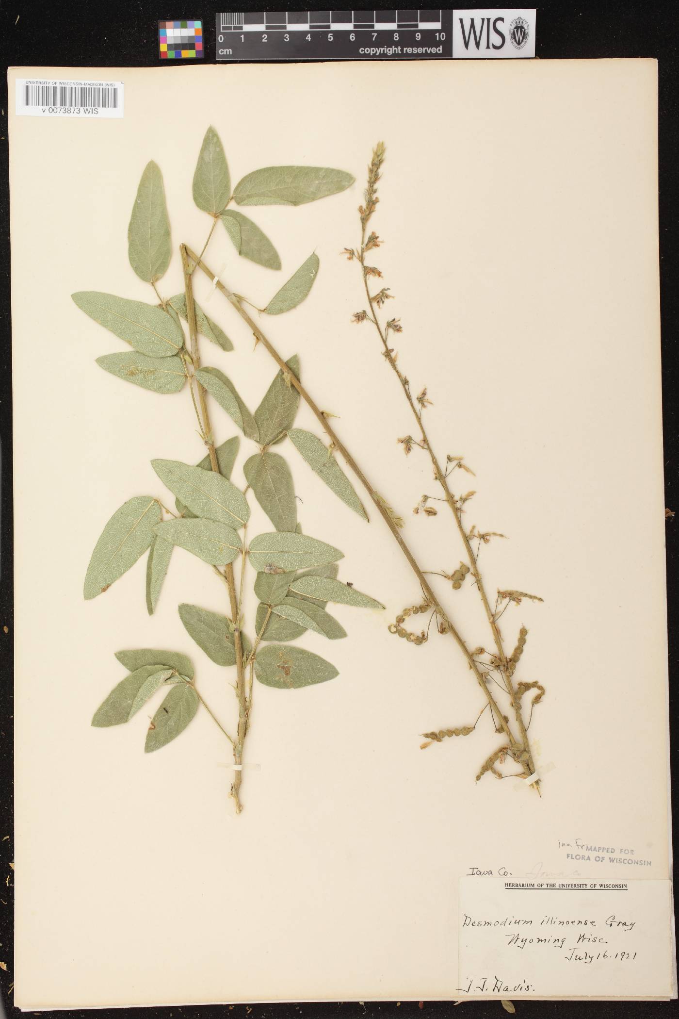 Desmodium illinoense image