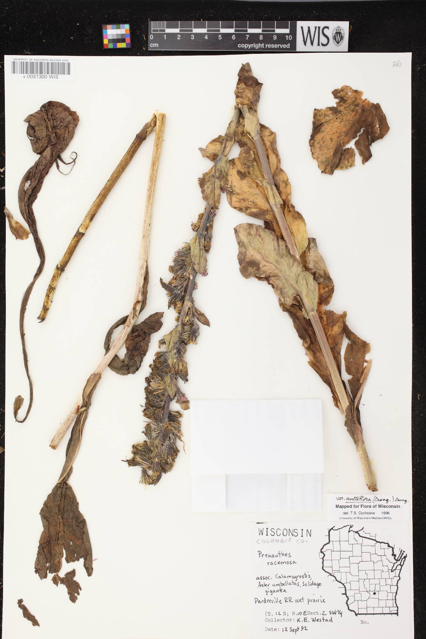 Prenanthes racemosa image