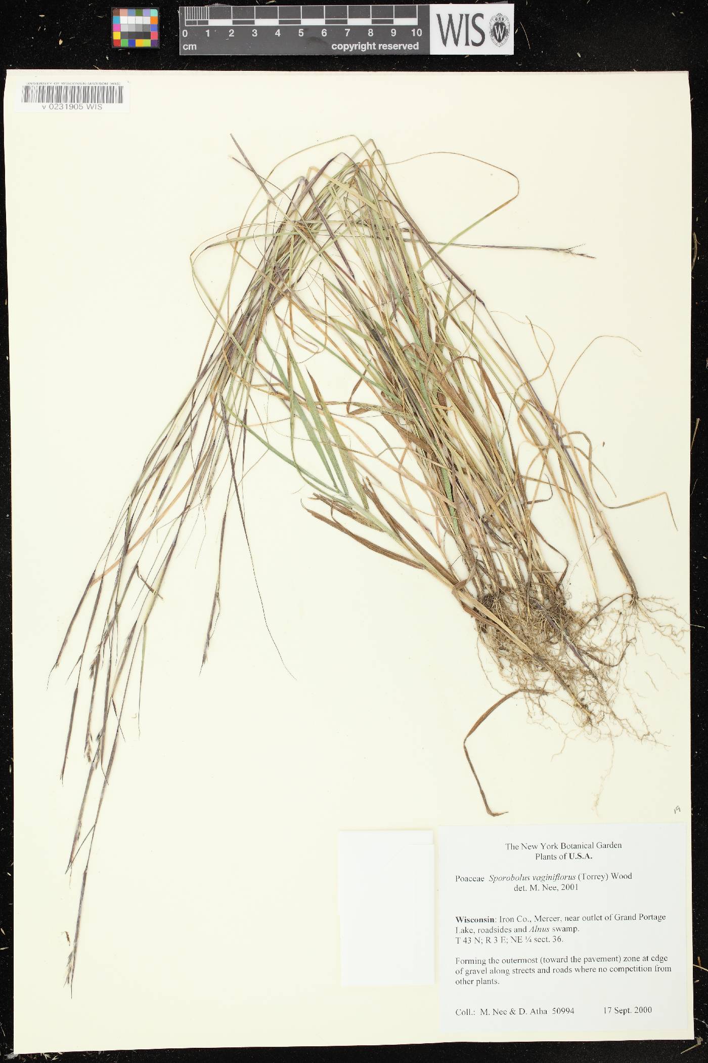 Sporobolus vaginiflorus var. vaginiflorus image