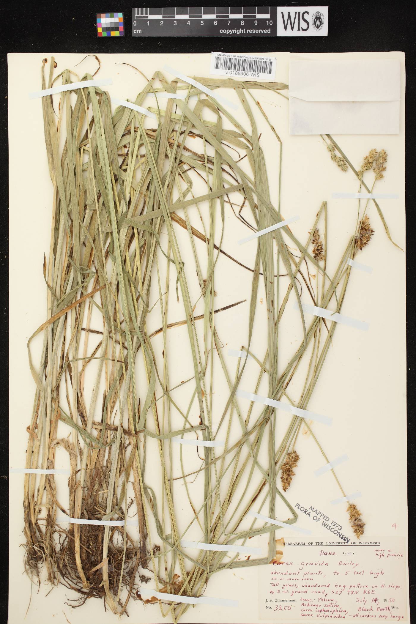 Carex gravida image