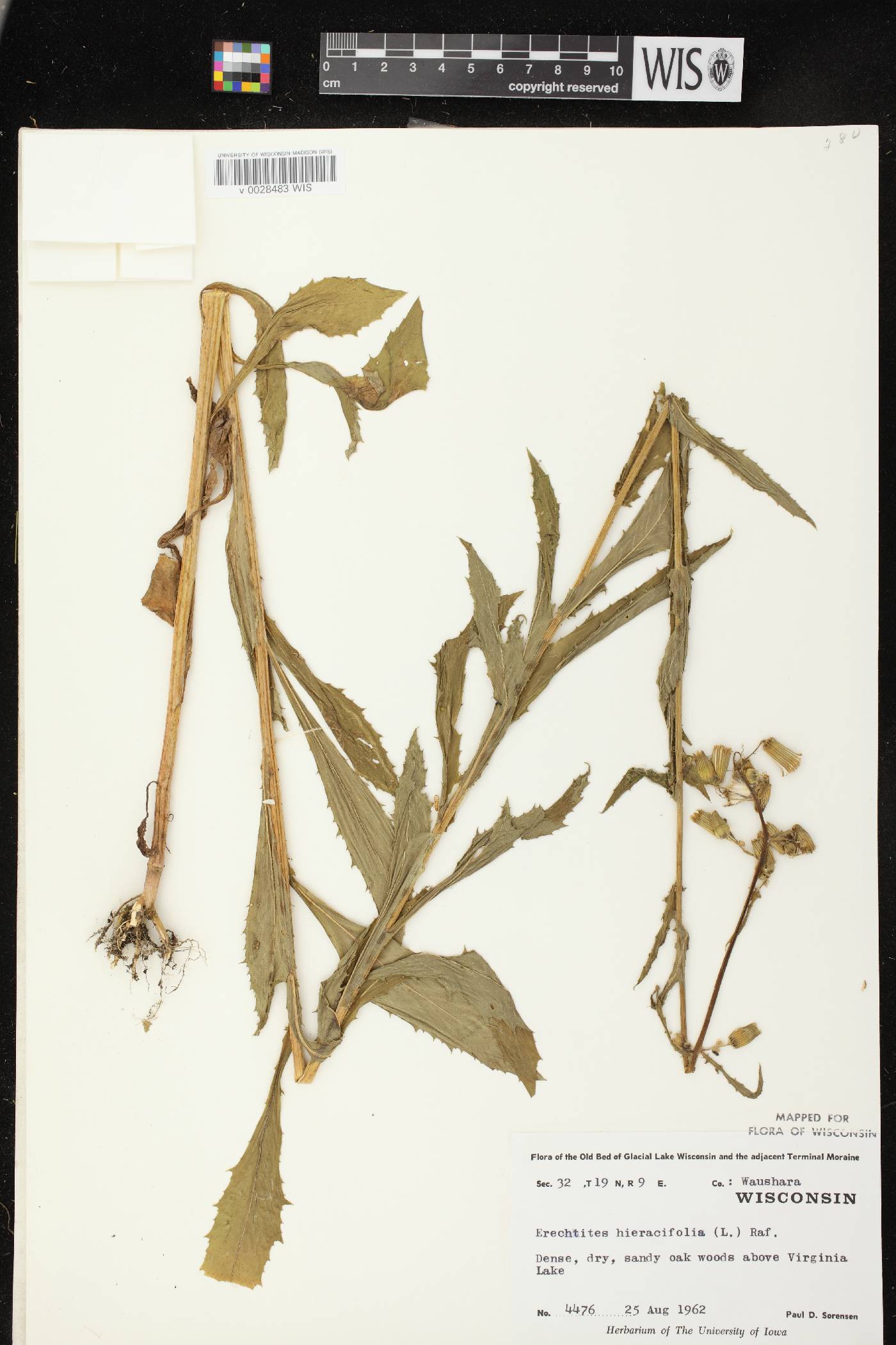 Erechtites hieracifolius image