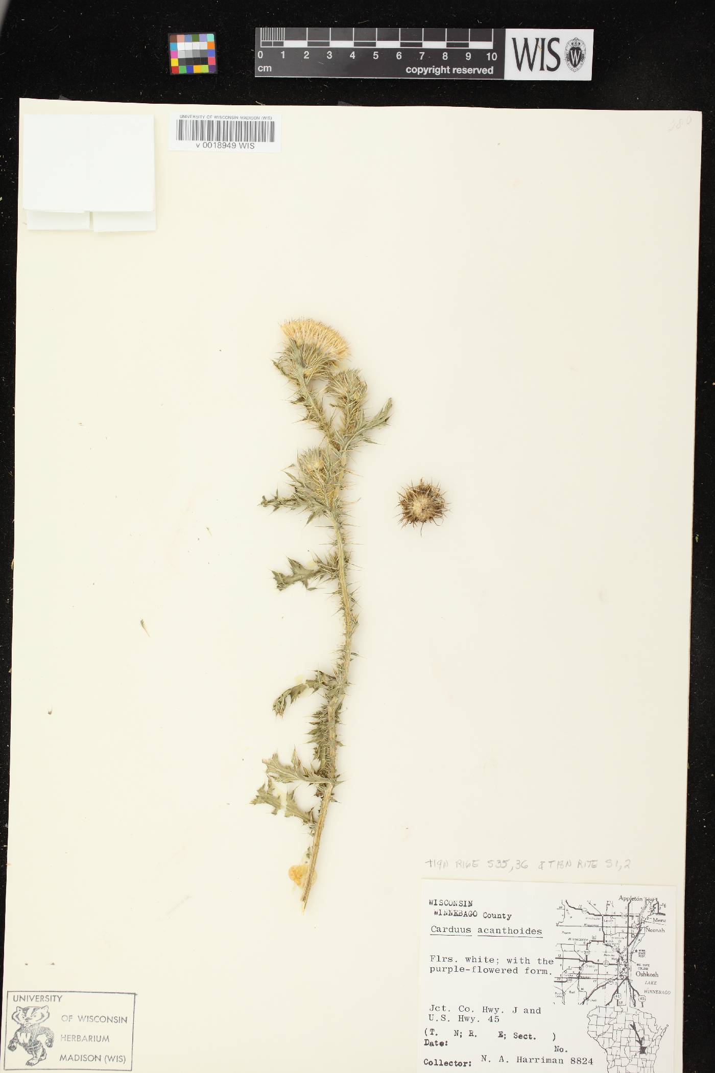 Carduus acanthoides subsp. acanthoides image