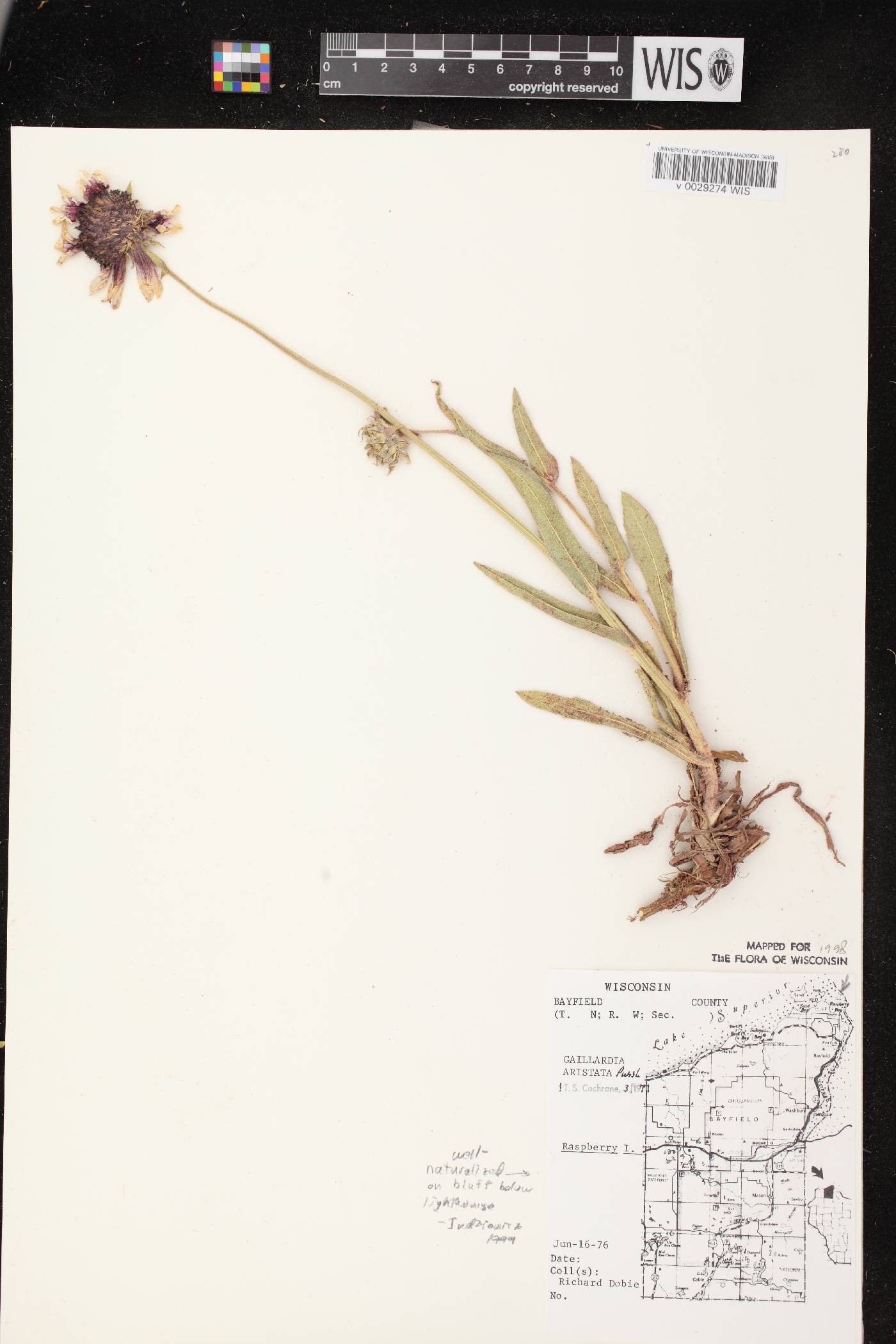 Gaillardia aristata image