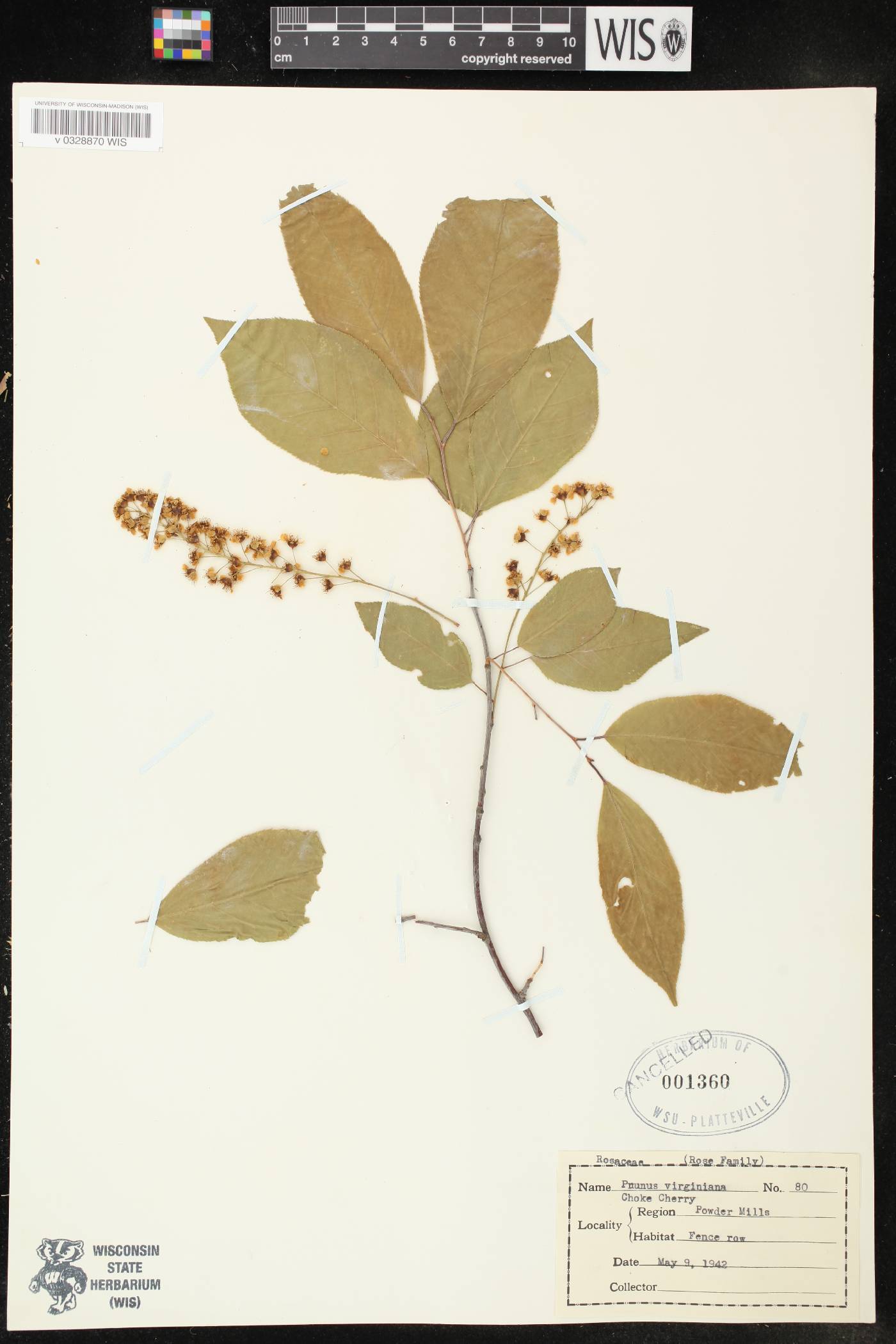 Prunus virginiana image