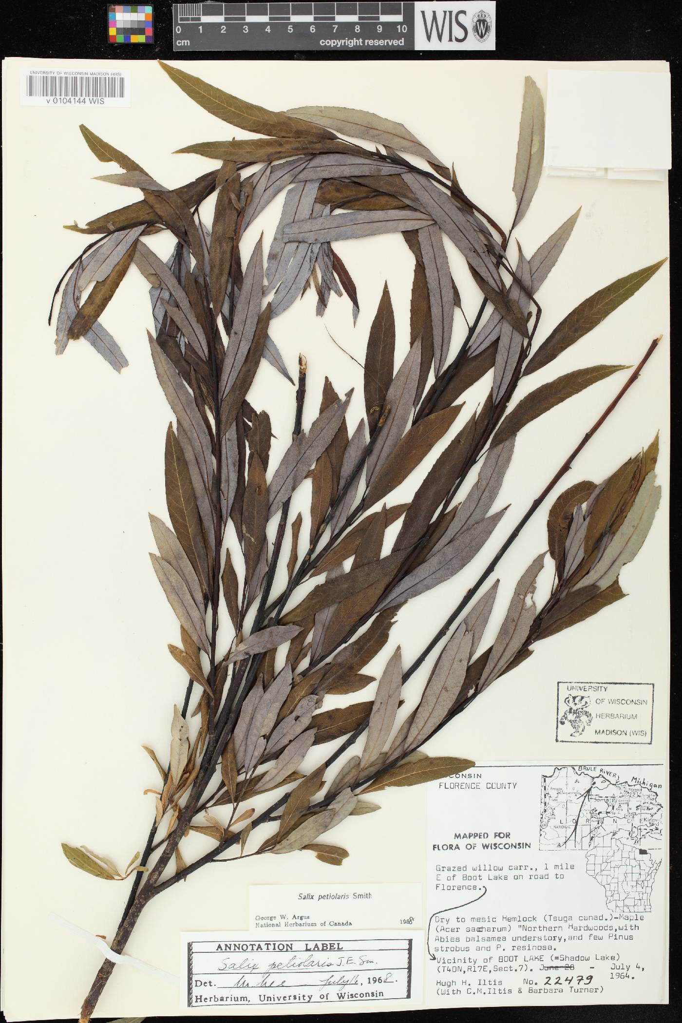 Salix petiolaris image