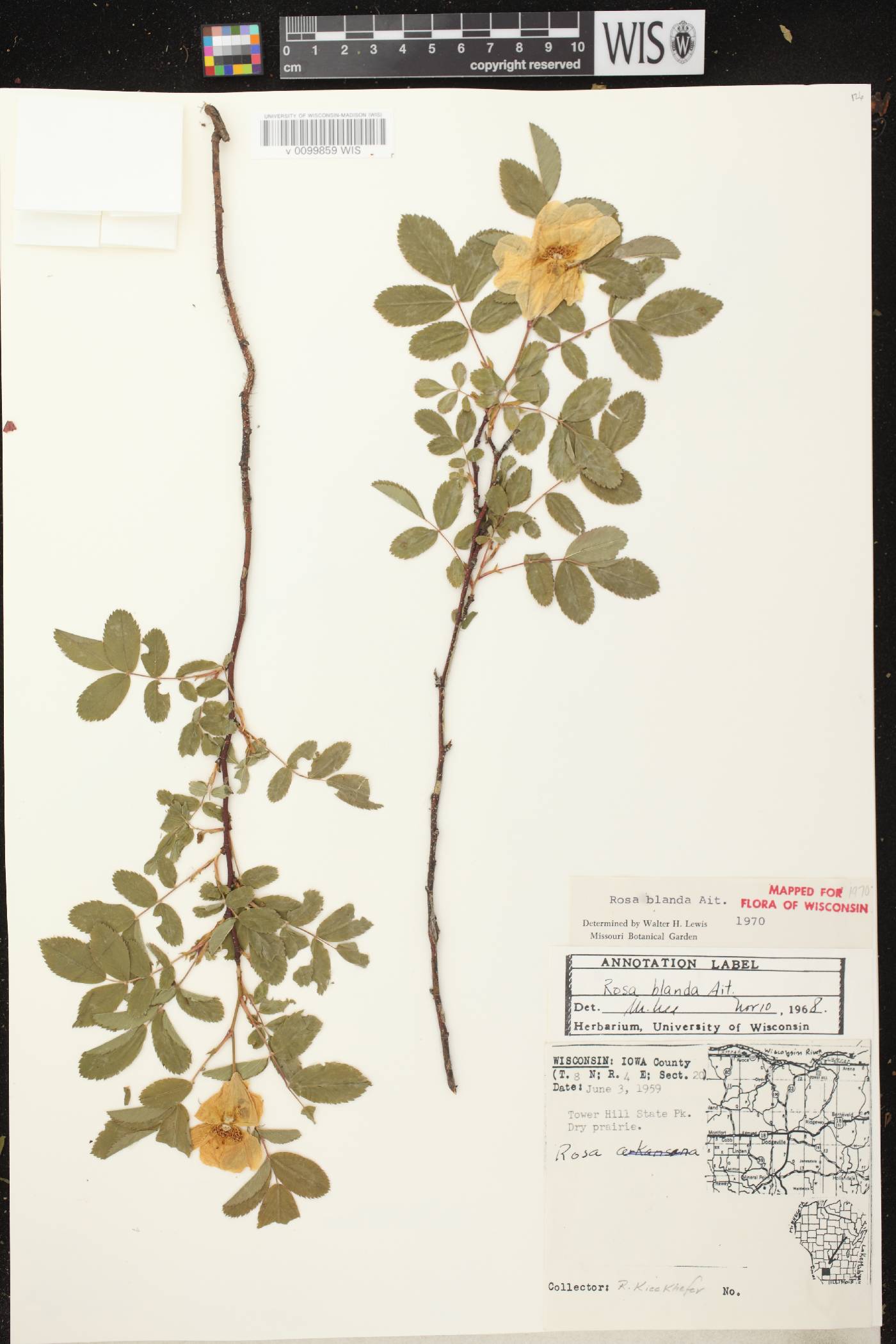 Rosa blanda image