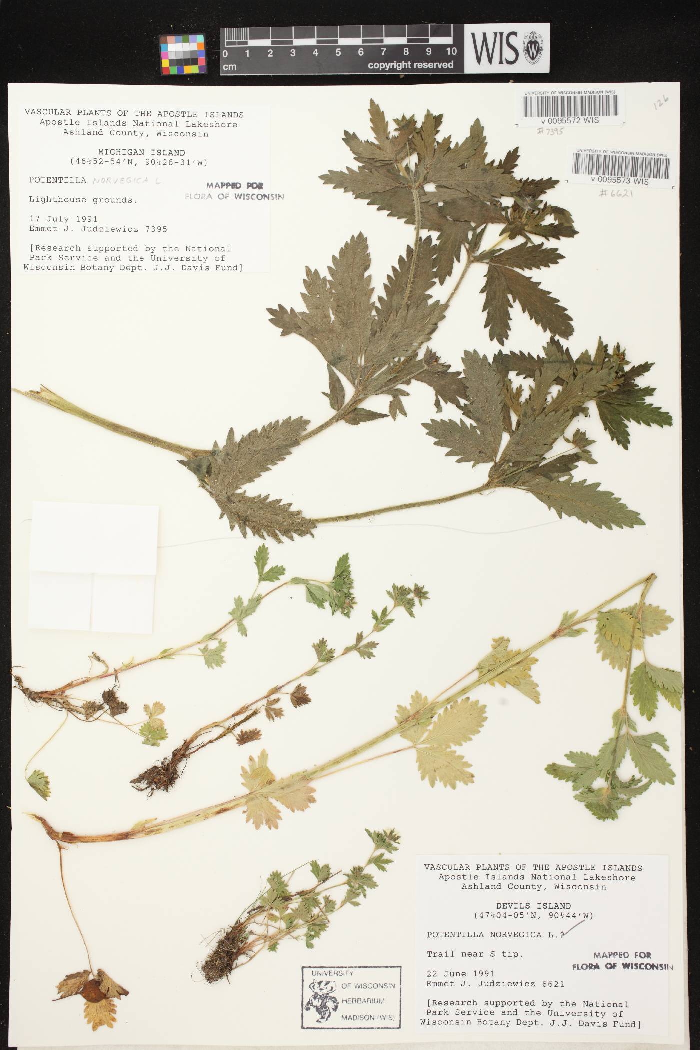 Potentilla norvegica image