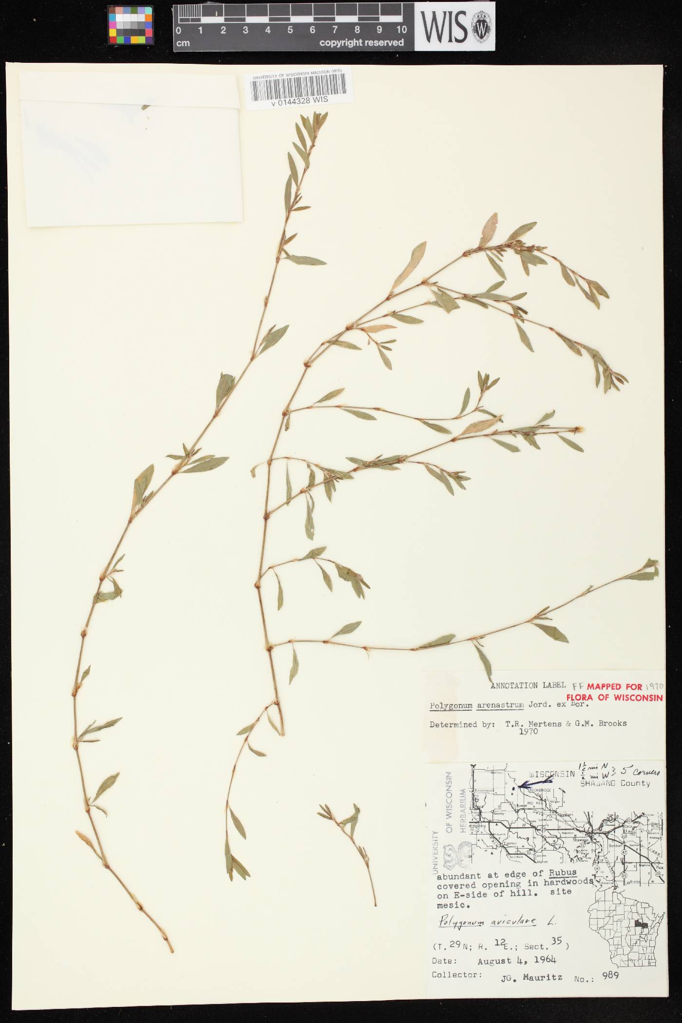 Polygonum aviculare image
