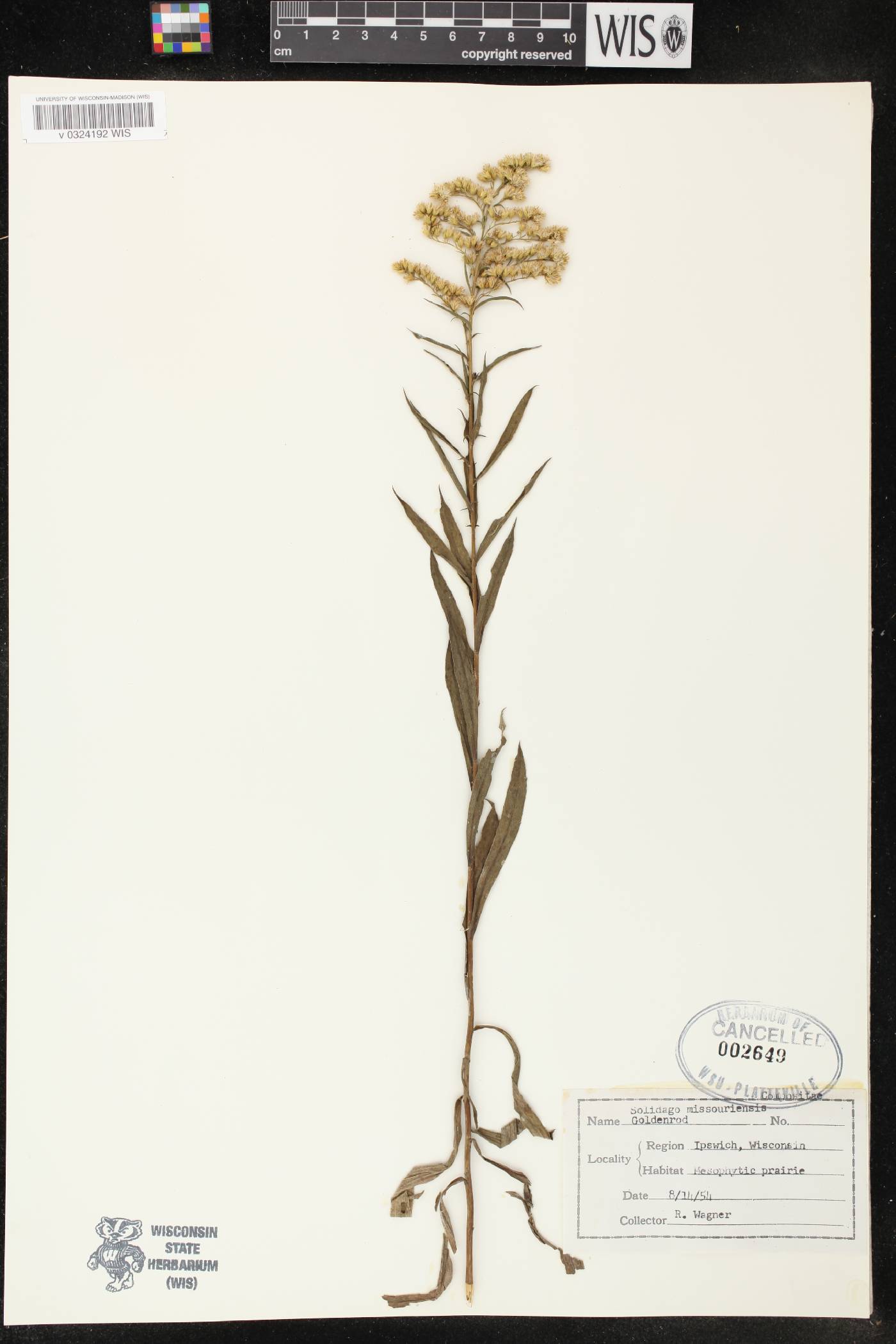 Solidago missouriensis image