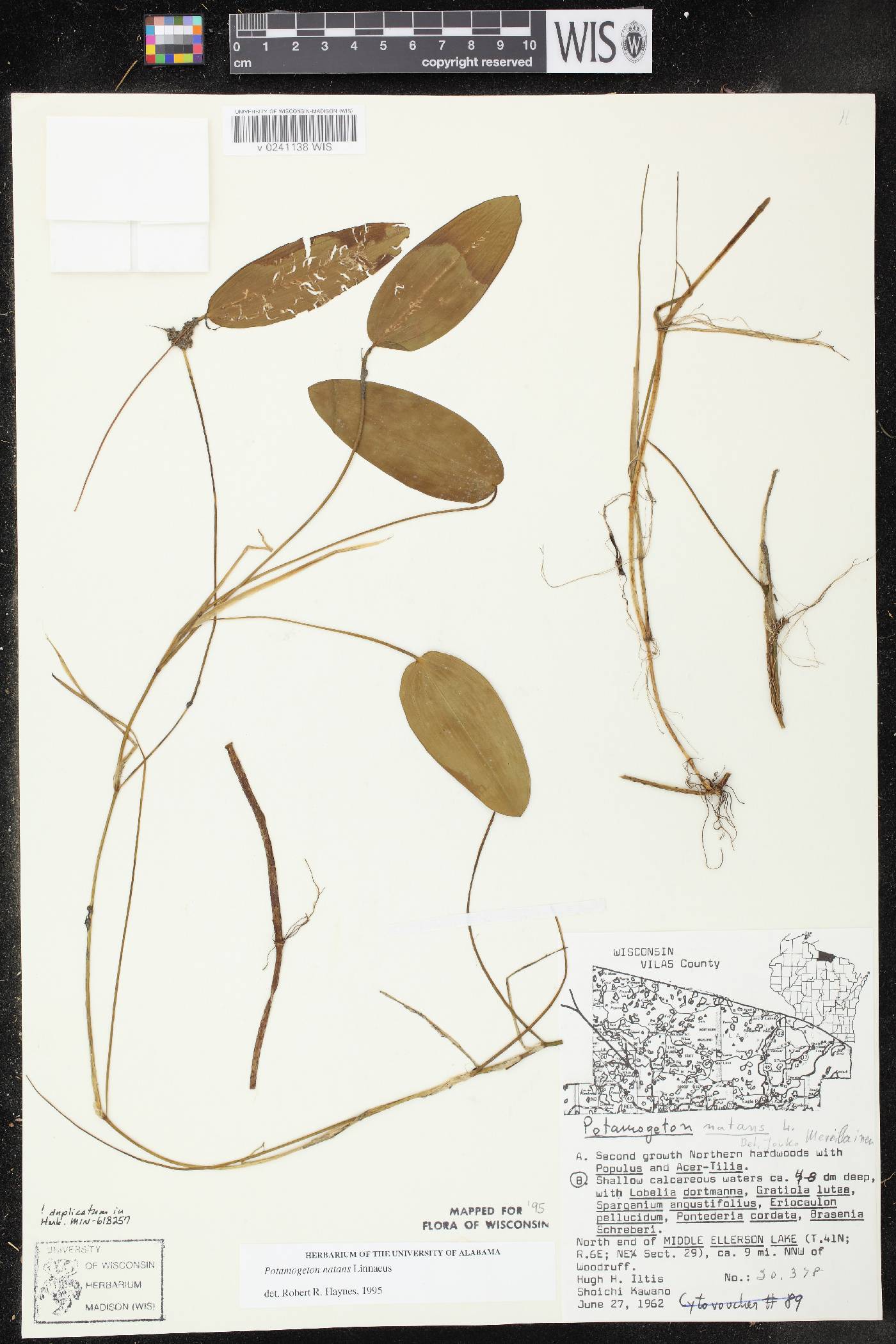 Potamogeton natans image