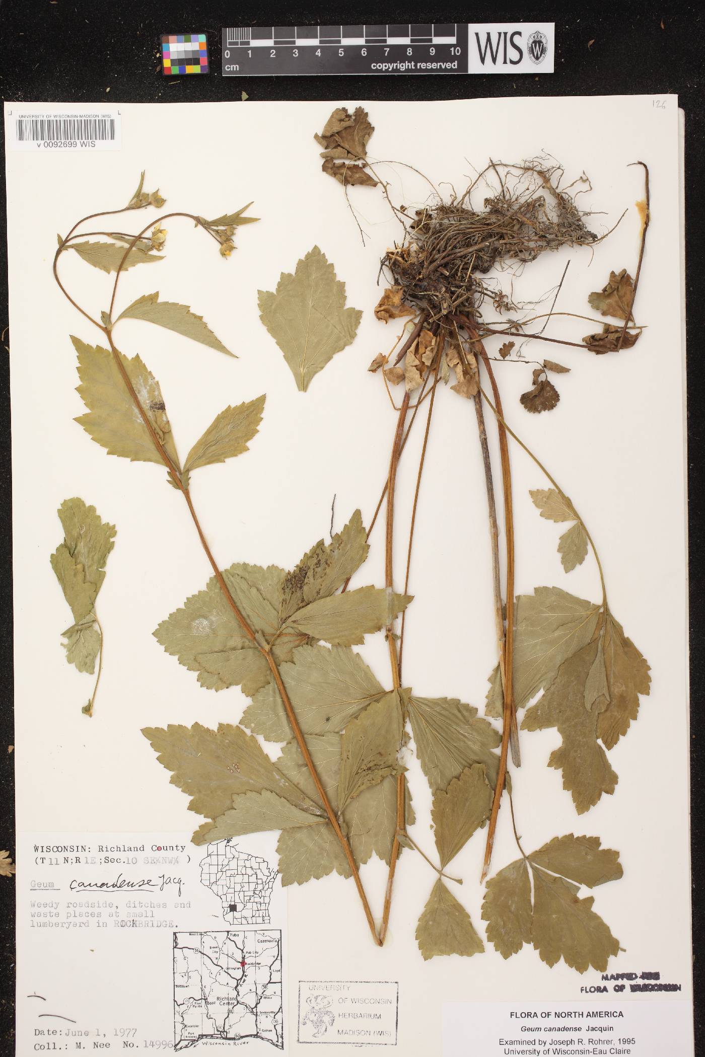 Geum canadense image