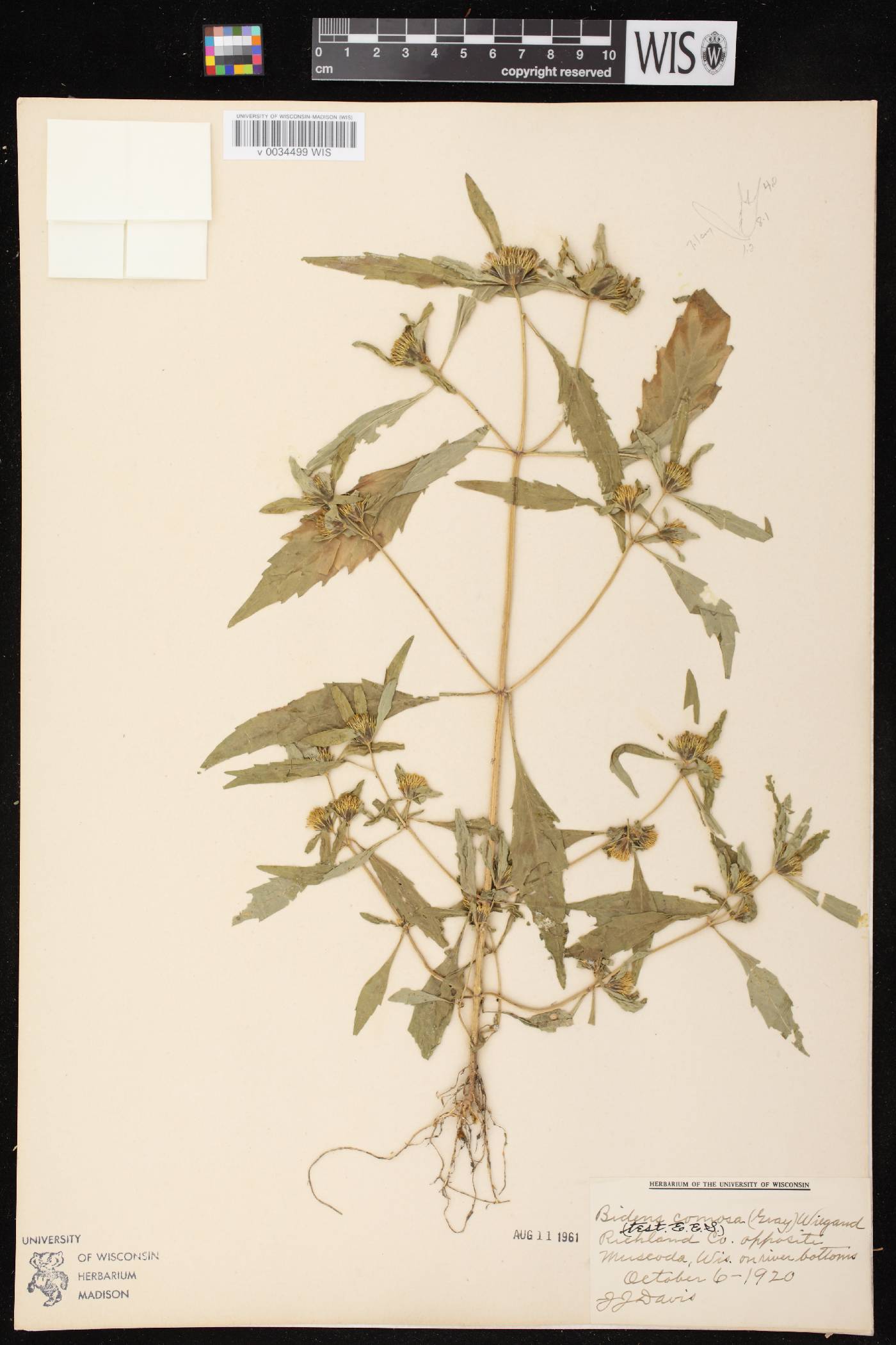 Bidens tripartita image