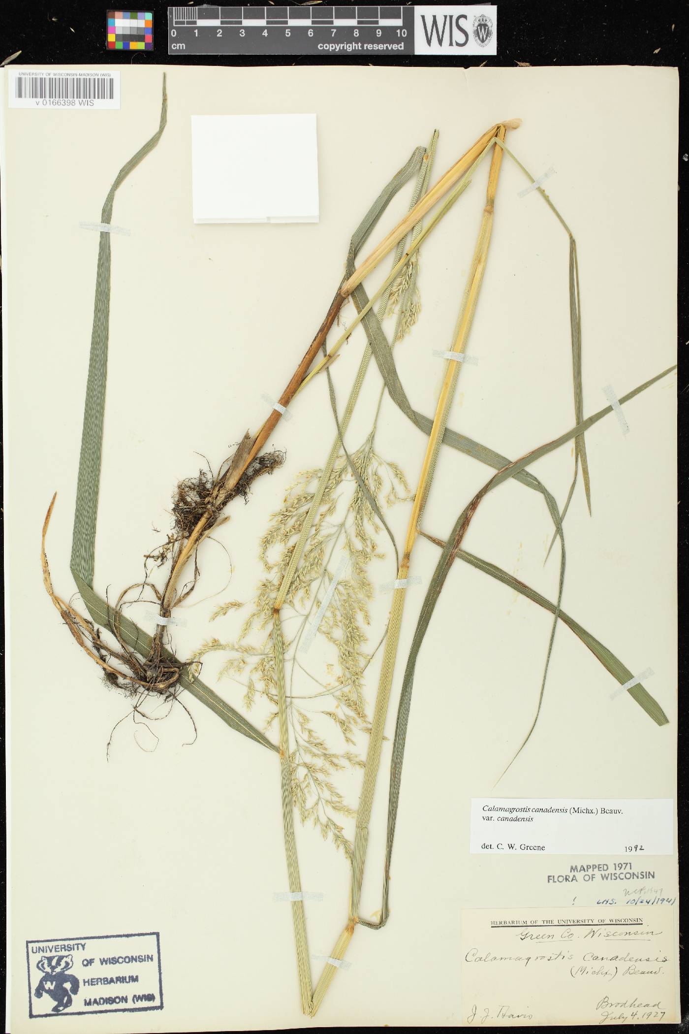 Calamagrostis canadensis var. canadensis image